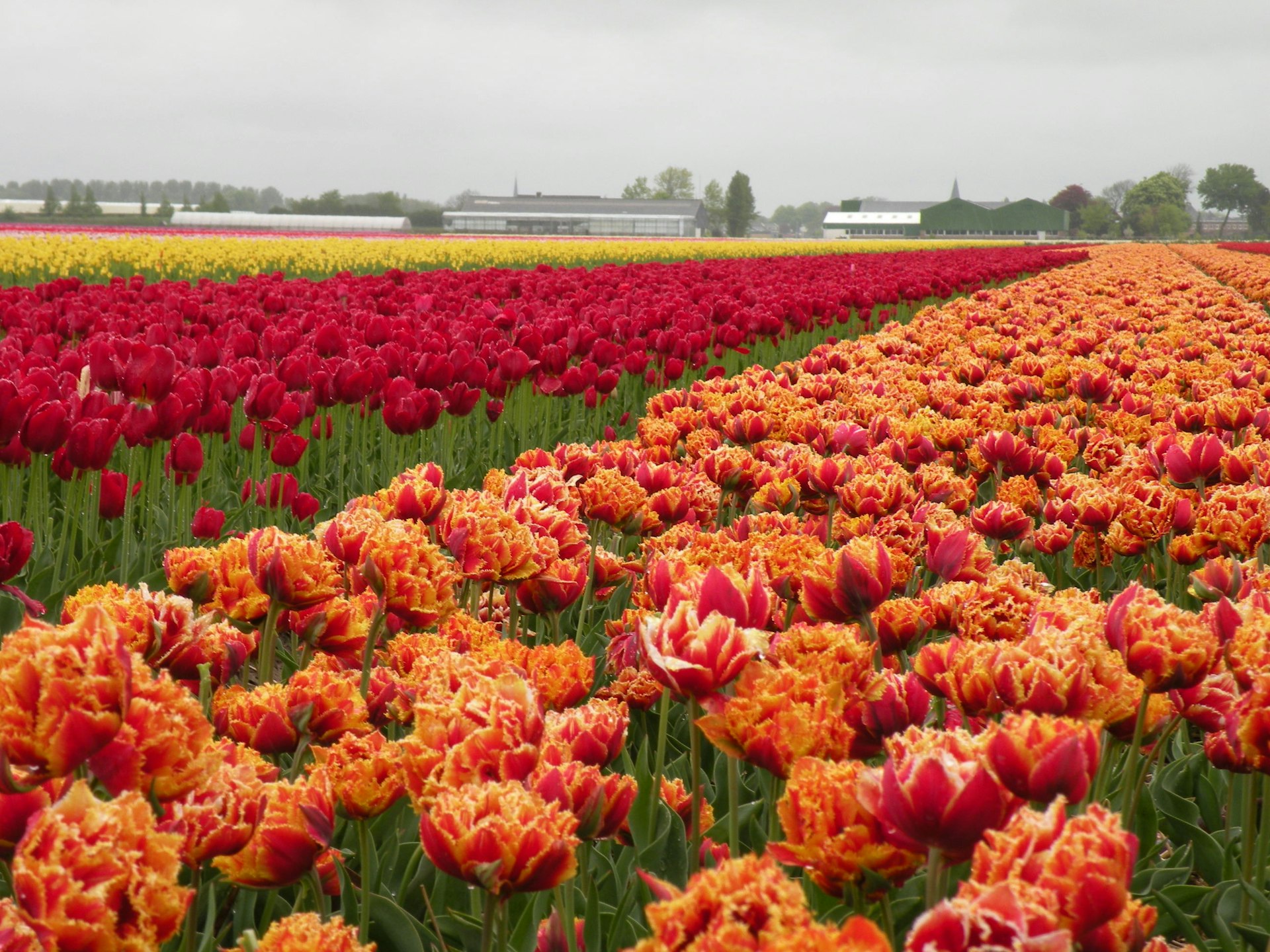 BTdutch-tulips-07201405-132441.jpg