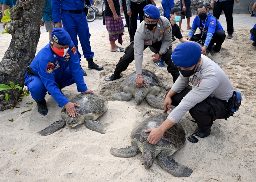 TOPSHOT - Marine police prepare to release green sea turtles on Kuta beach near Denpasar on the Indonesian resort island of Bali on August 5, 2020, after police arrested seven people on the Serangan waters for allegedly attempting to smuggle 36 green sea turtles. (Photo by SONNY TUMBELAKA / AFP) (Photo by SONNY TUMBELAKA/AFP via Getty Images)