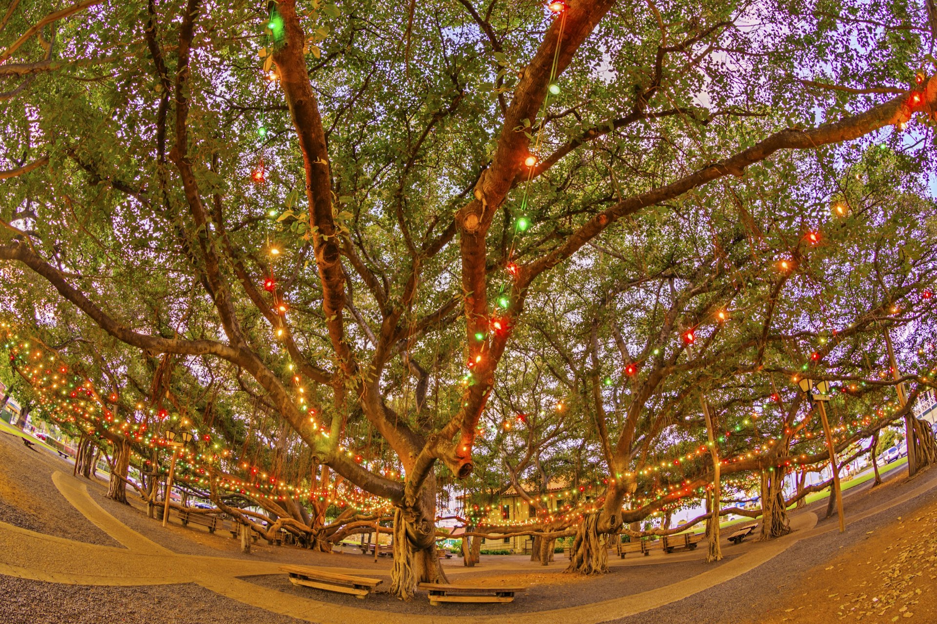 A banyan tree decorated in colourful Christmas lights