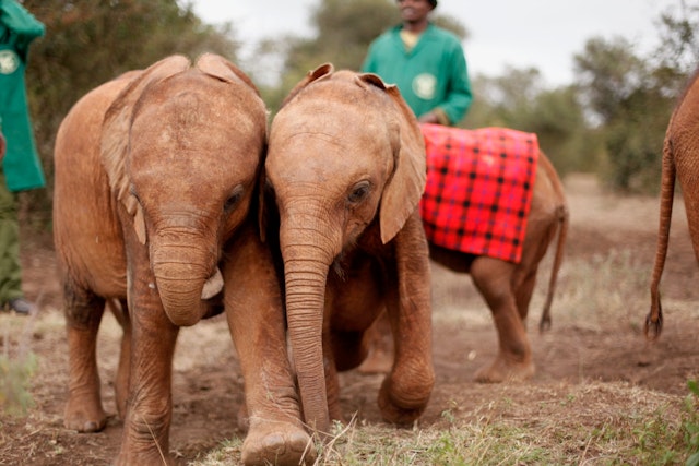 Help care for an orphaned elephant, rhino, or giraffe in East Africa. Image