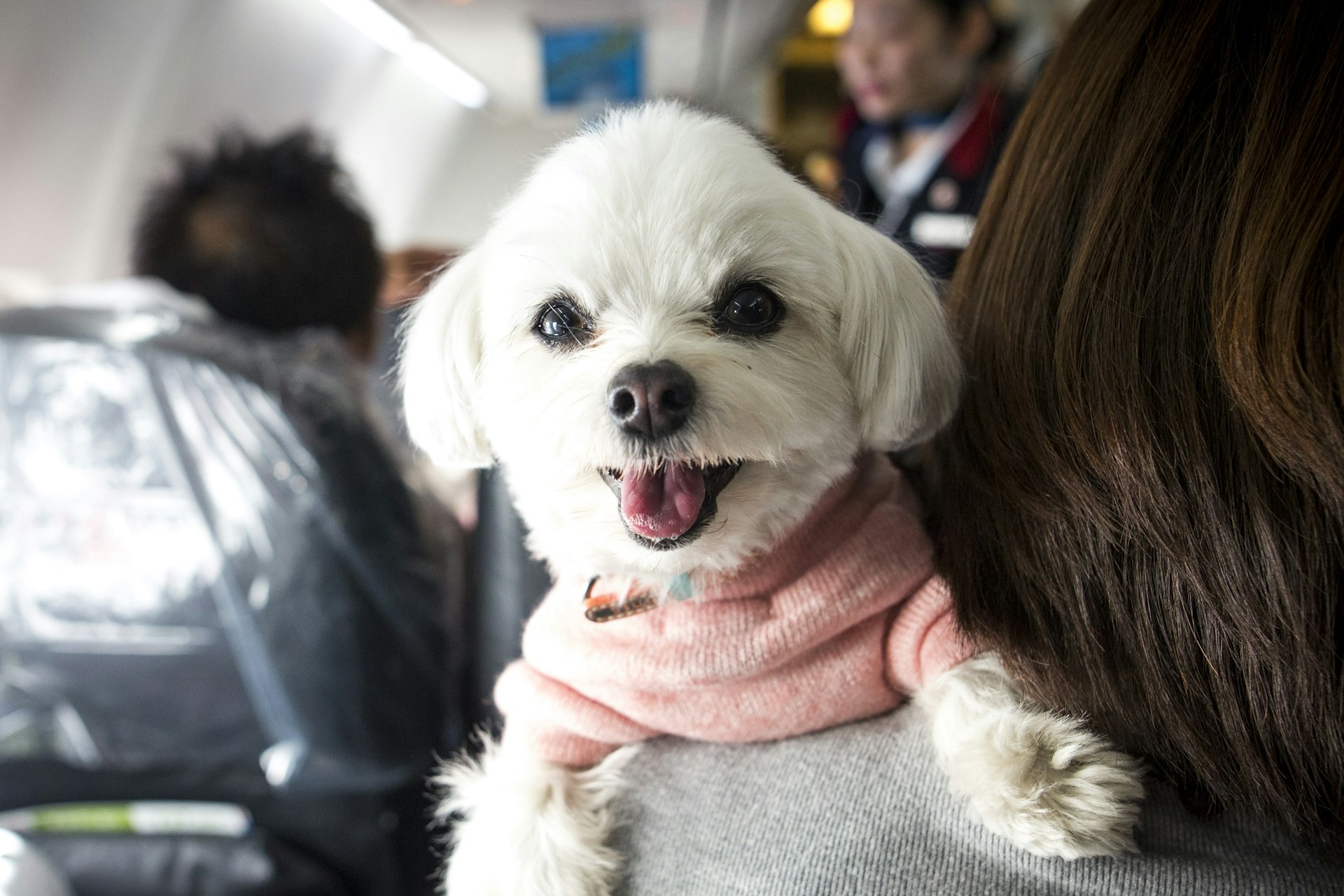 Dog on plane.jpg