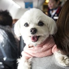 Dog on plane.jpg