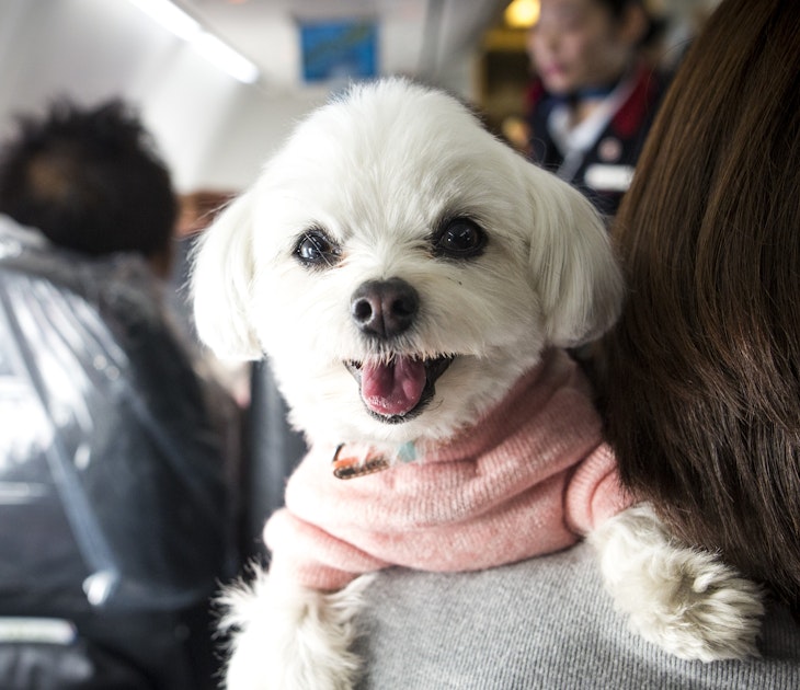 Dog on plane.jpg