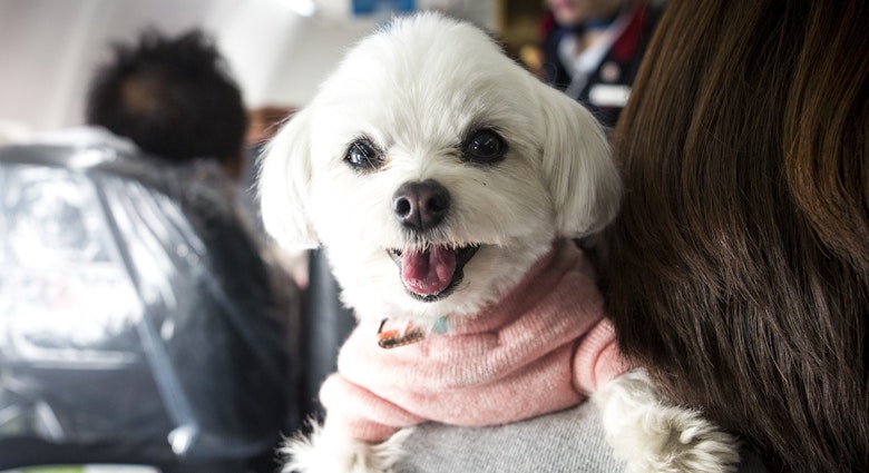 Dog on plane.jpg