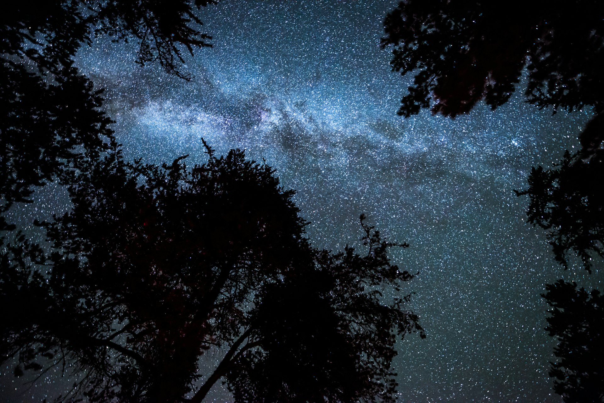 The Milky Way's core, seen straight up through trees