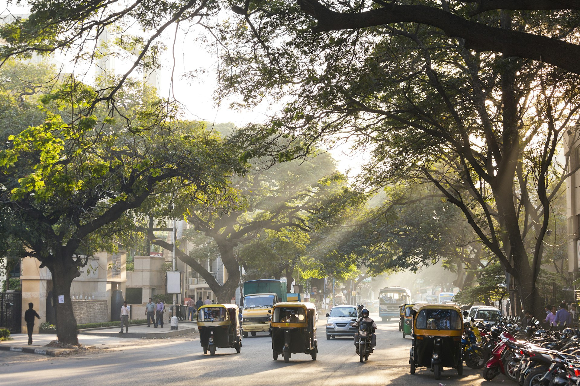 Yellow-and-black auto-rickshaws on a tree-lined street, Bangalore. Sunbeams are shining through the trees