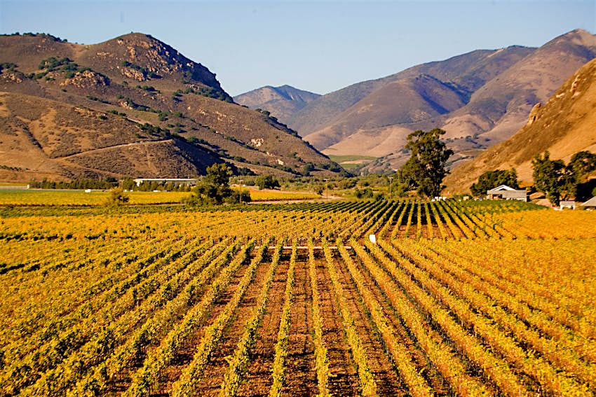 Vines at harvest time, Los Olivos, Santa Barbara County, California. 