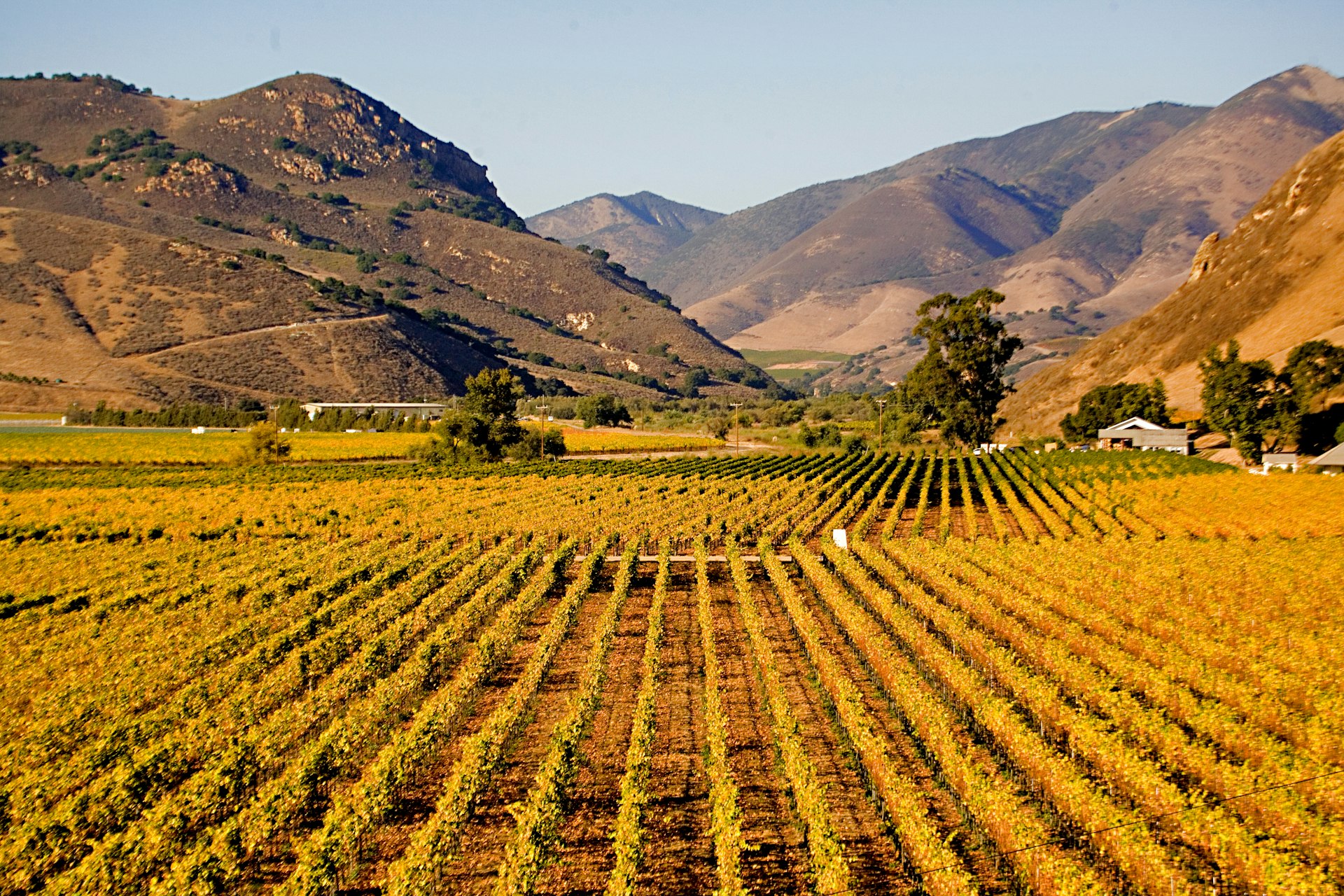 Vineyards at Harvest Time, Los Olivos, Santa Barbara County, California.