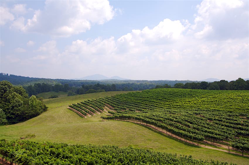 Vineyard View In Georgia Vineyard View In Georgia