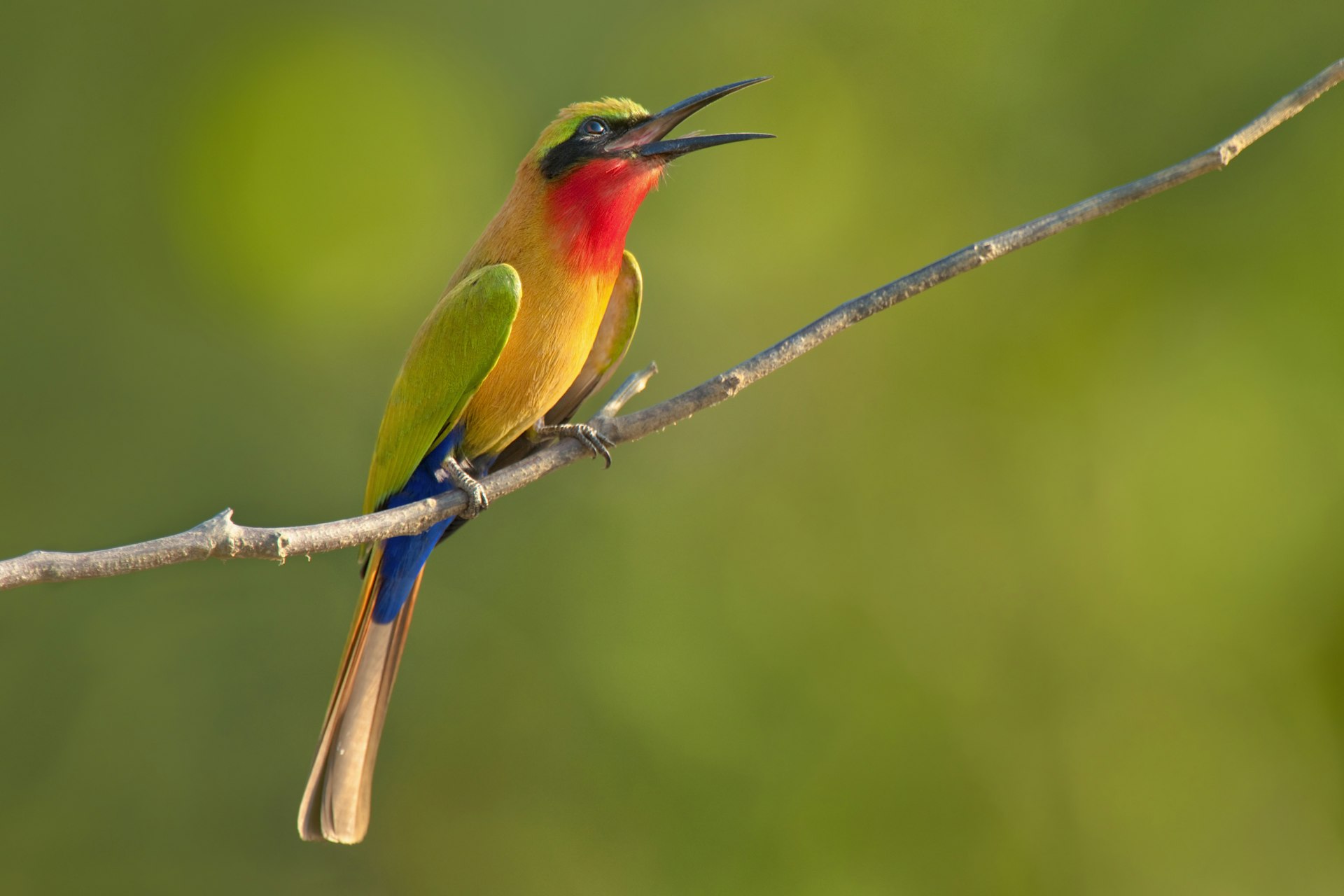 Red-throated bee-eater with green, red and yellow plumage perched on branch, Murops belocki, Mole National Park, Ghana