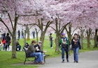 April 3, 2011: Visitors gather under cherry blossom trees in full bloom at the Tom McCall Waterfront Park.