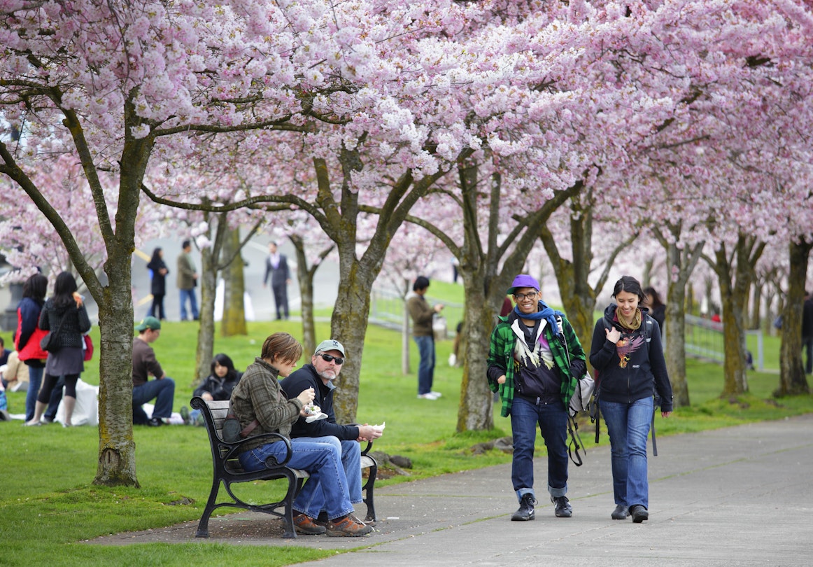 April 3, 2011: Visitors gather under cherry blossom trees in full bloom at the Tom McCall Waterfront Park.