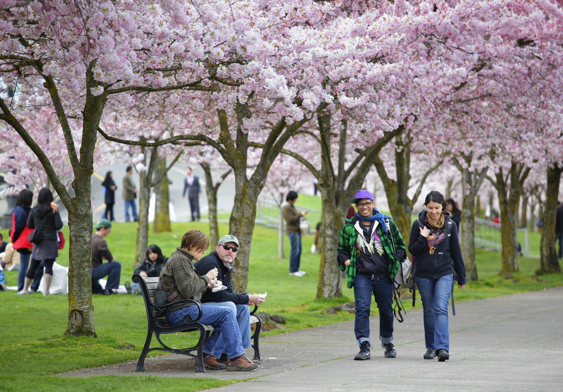 Pink cherry blossoms on trees lining a pathway in a city park. People are walking by or sat on benches under the trees.