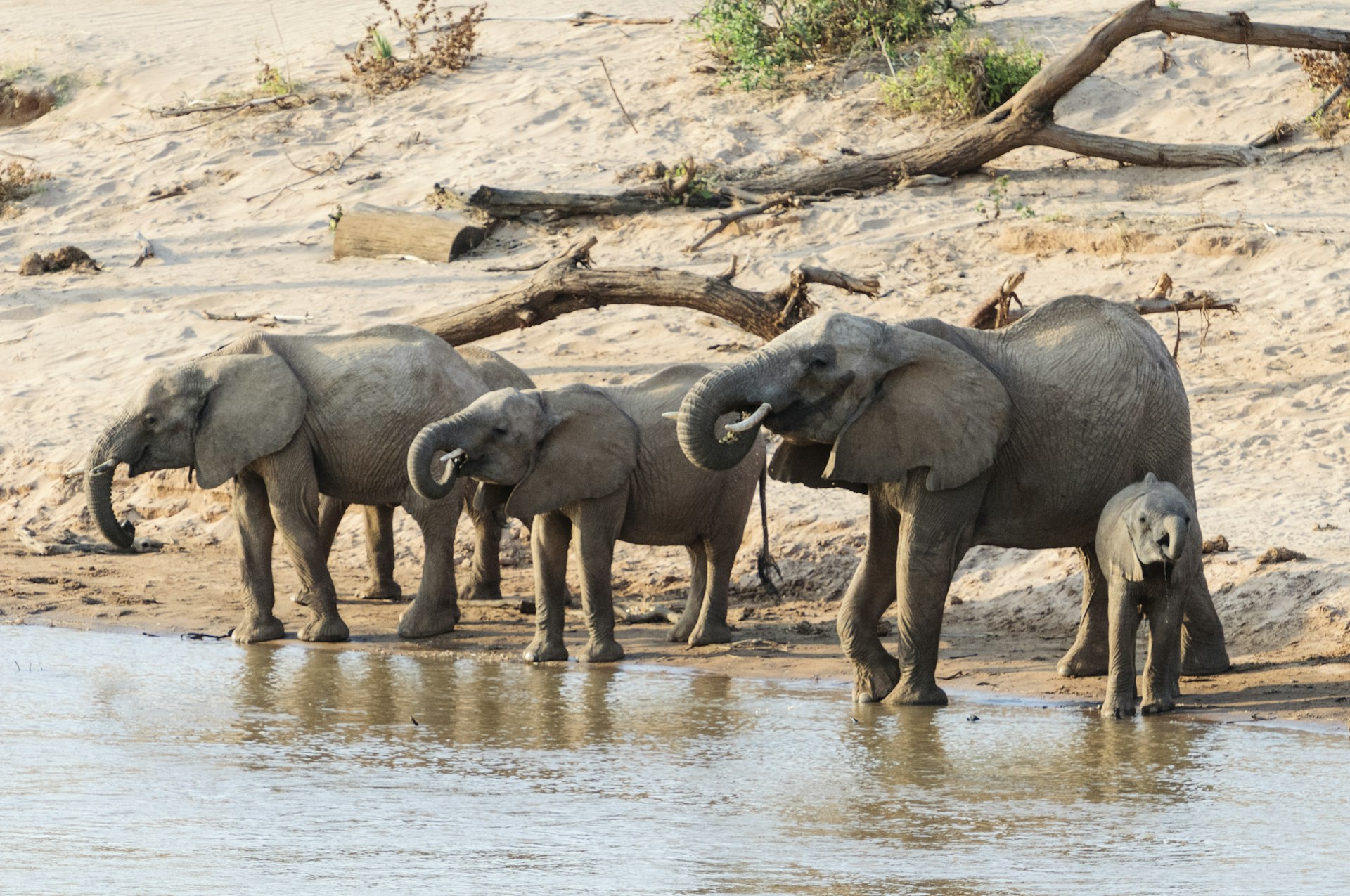 African Elephants and cub drinking at a river