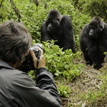 Photographer taking photos of Silverback Mountain Gorilla (Gorilla gorilla beringei), Parc National des Volcans, Rwanda, Africa