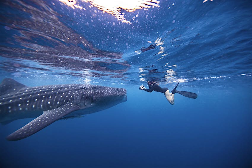 Los mejores lugares para nadar con tiburones ballena