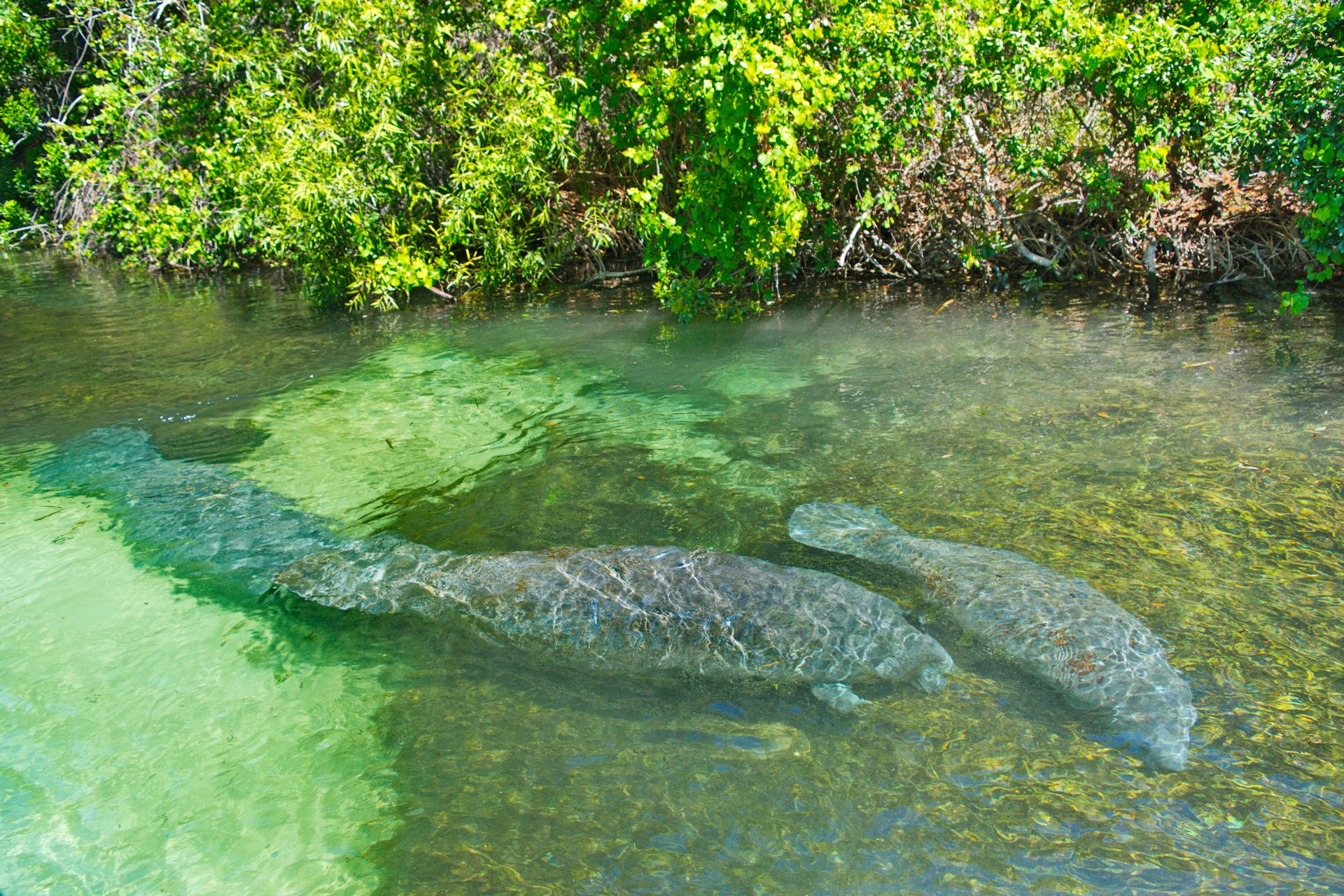 Pair of Manatees swimming in clear water