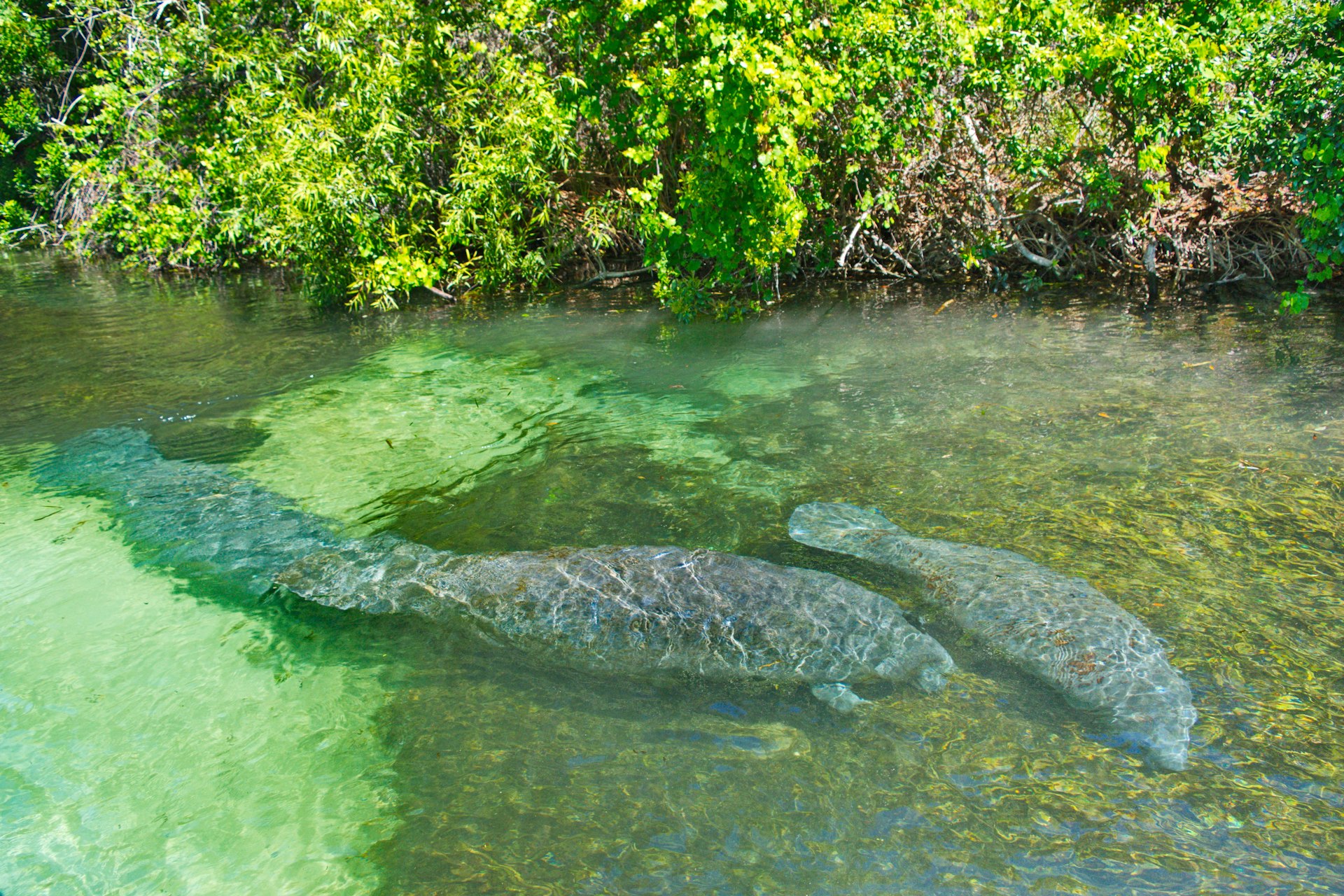 Pair of Manatees in WeekiWachee Springs State Park, Florida