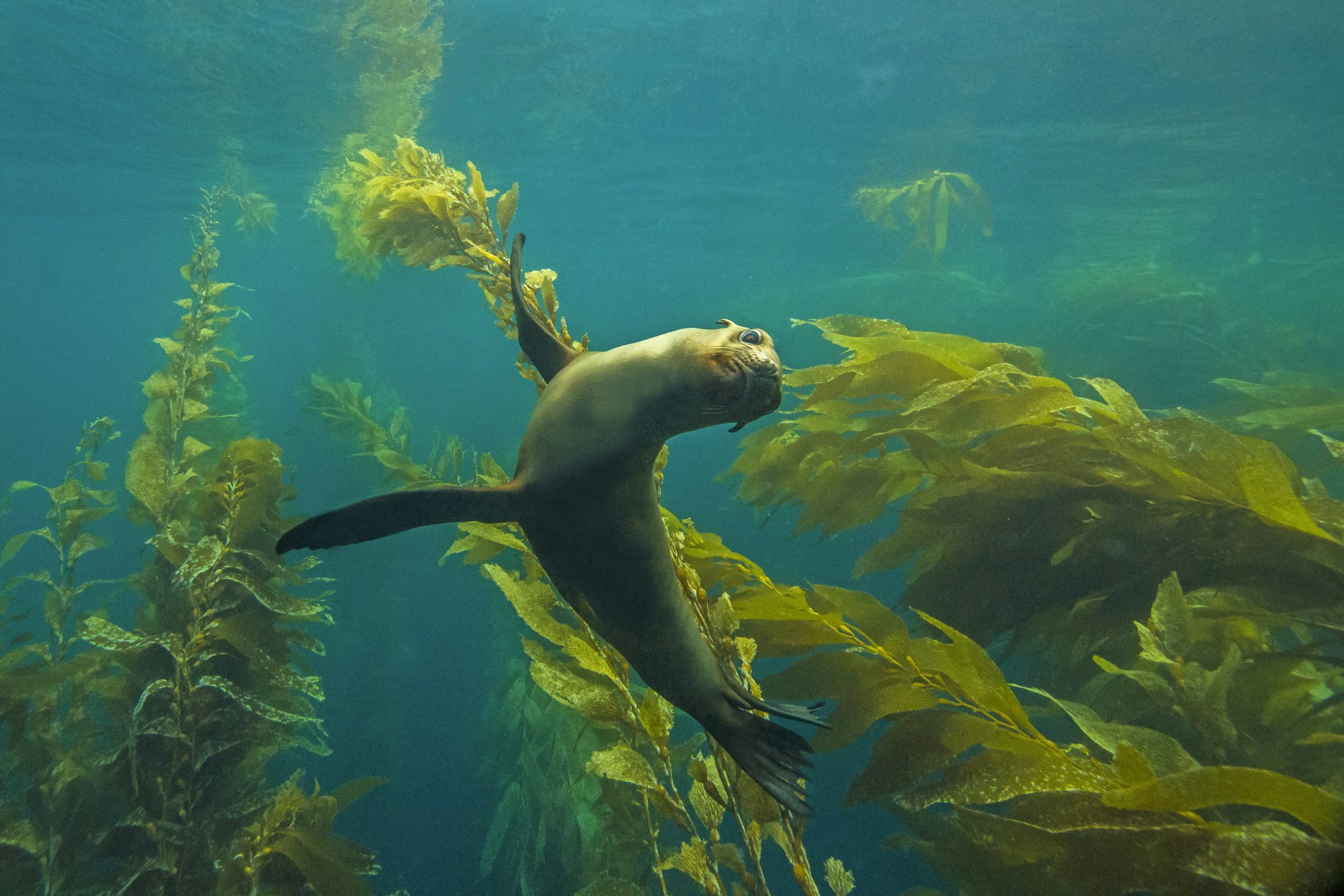 A young California sea lion sweeps through the kelp forest at Anacapa Island in the Channel Islands National Park. 