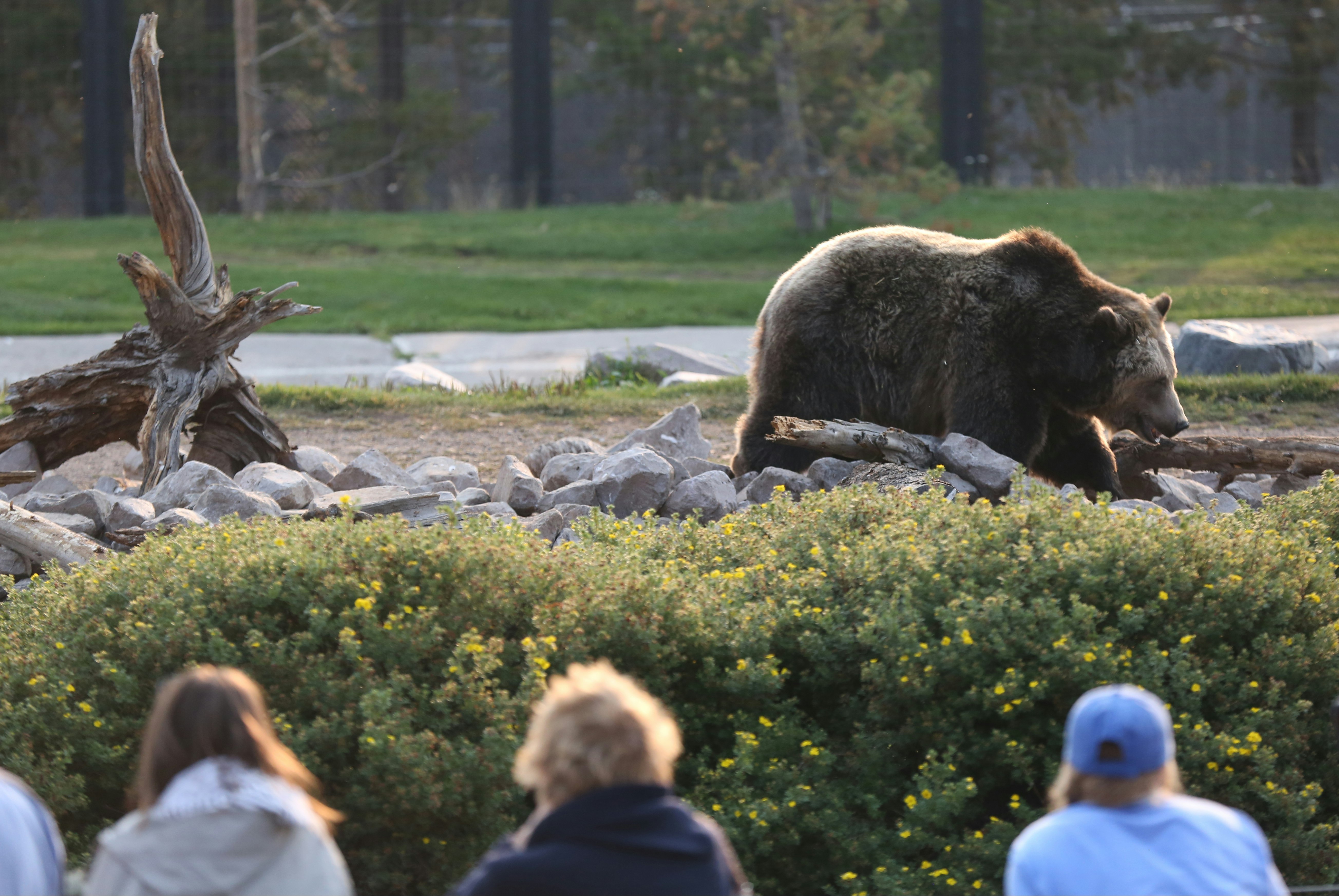 A bear sighting at Yellowstone National Park