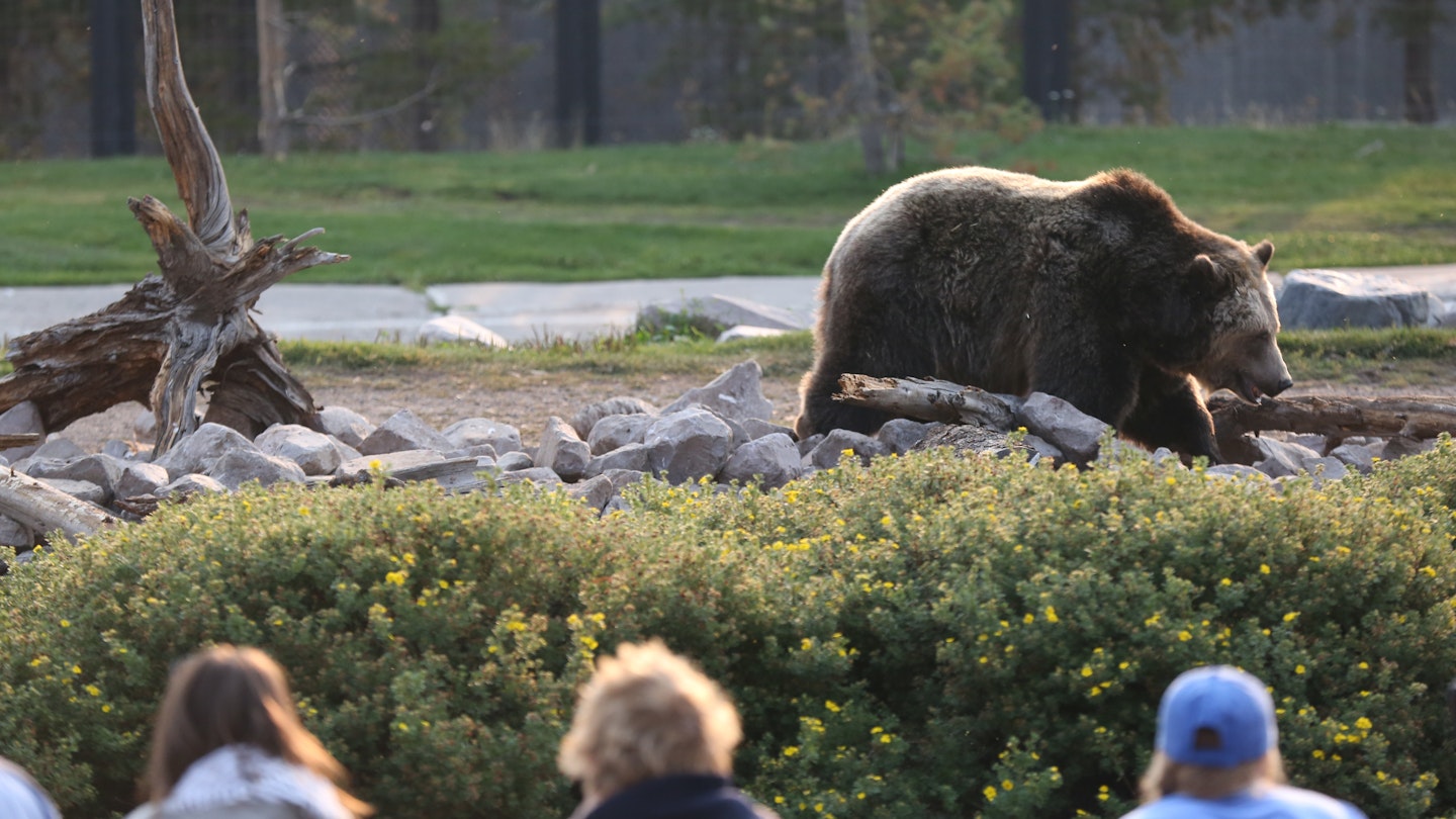Grizzly bear at Yellowstone National Park