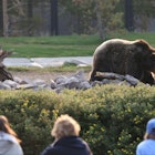 Grizzly bear at Yellowstone National Park