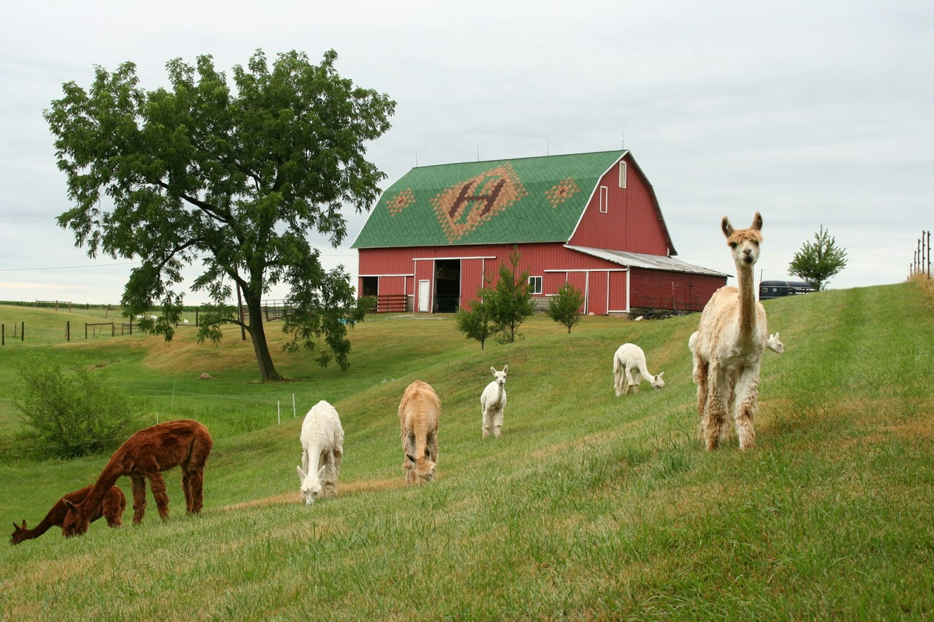 Alpacas standing in a field, with a farm house in the background