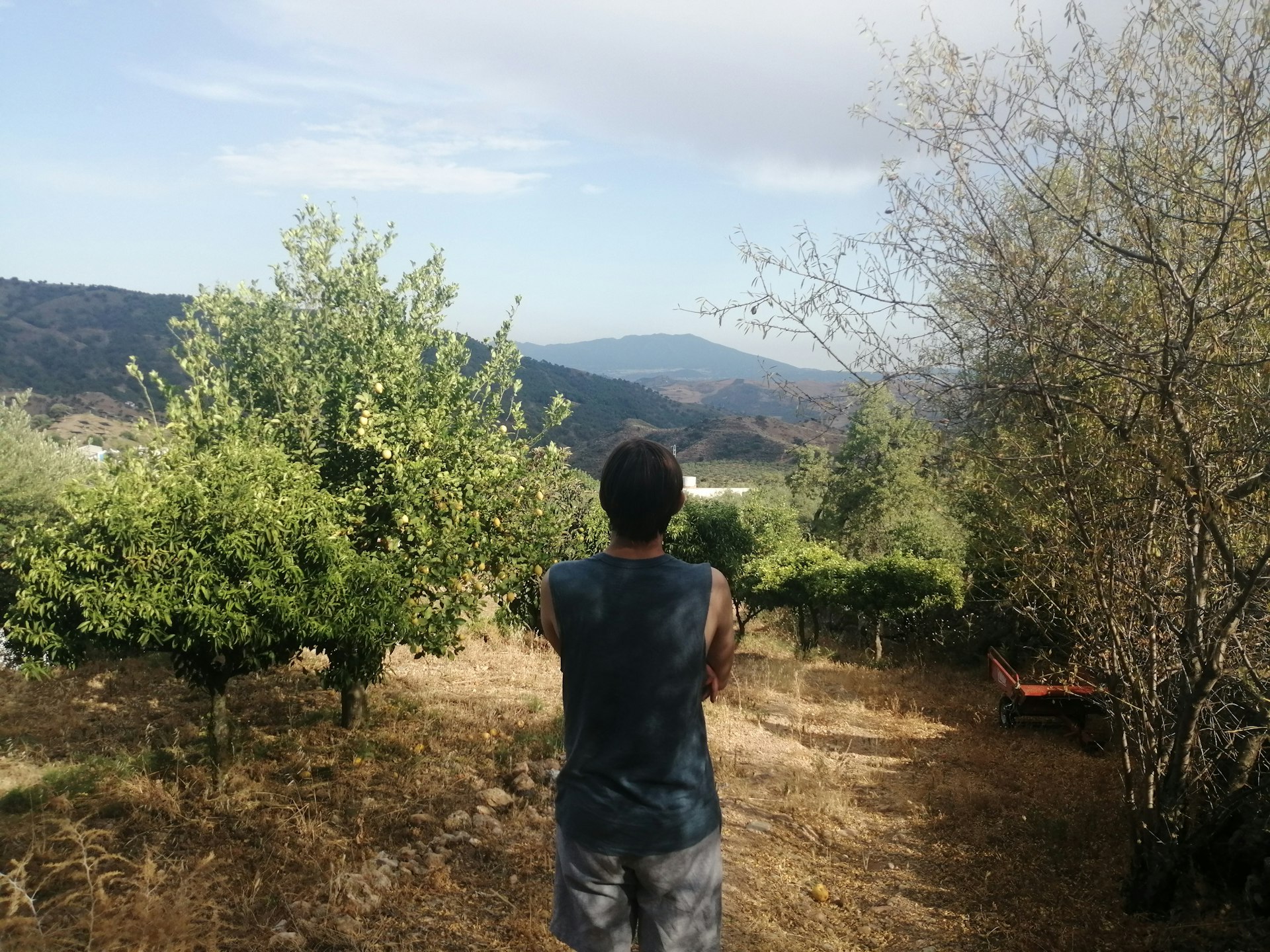 A man stands facing away from the camera looking into citrus groves with rolling hillsides in the distance