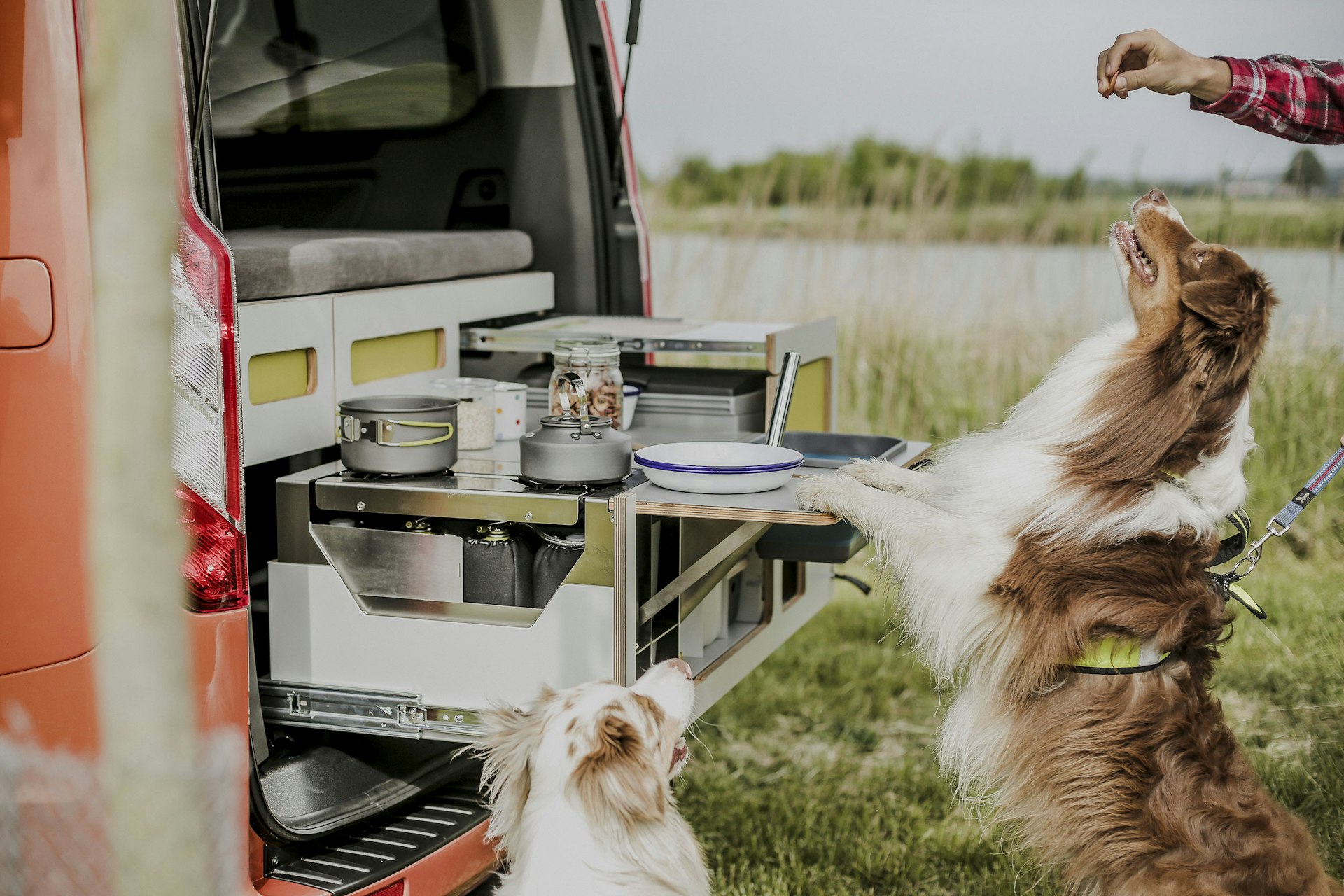 A collie dog jumps to get food from a camper
