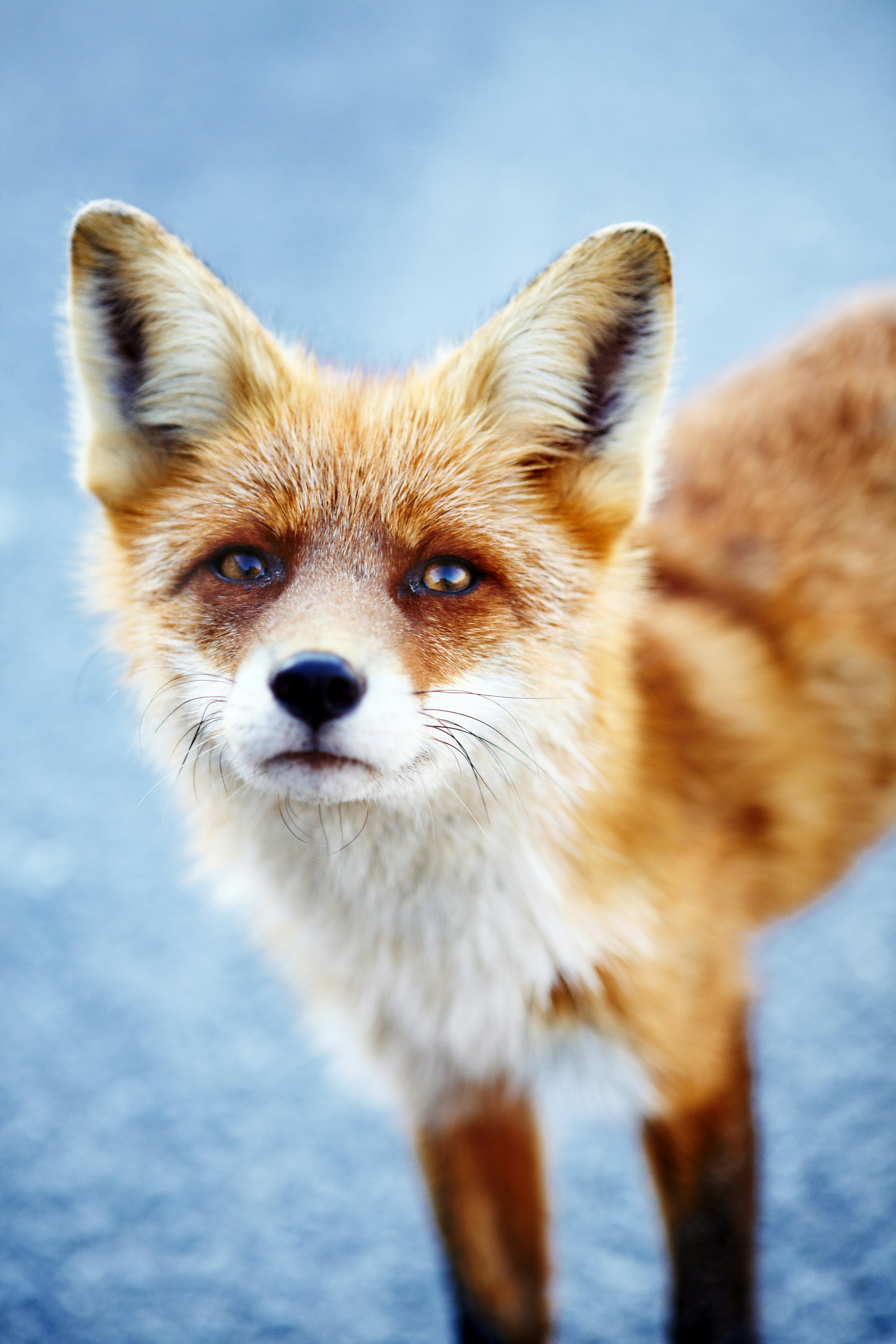 A fox looking directly at the camera