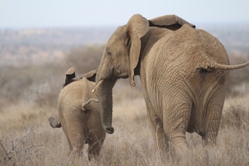 A mother African elephant shoos her calf across the savannah.