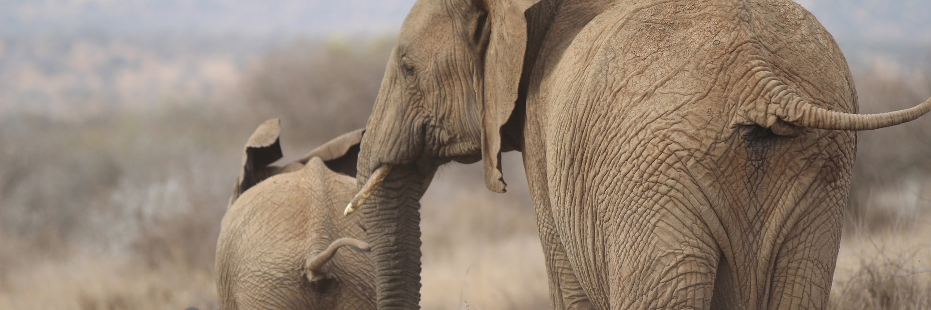 A mother African elephant shoos her calf across the savannah.