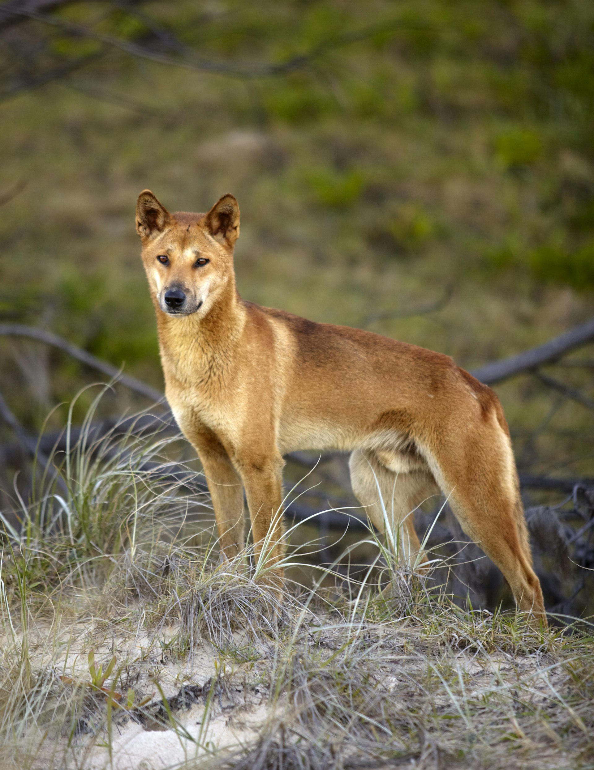 Dingo in the wild