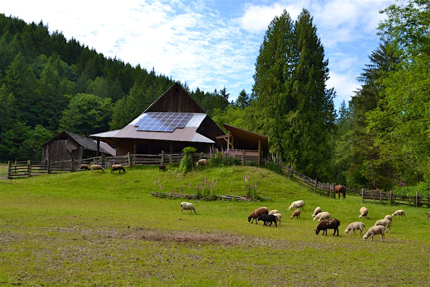 Lambs grazing next to a house