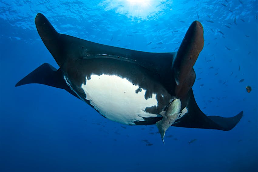 The giant manta ray (Manta birostris) is now listed as Endangered The giant manta ray (Manta birostris) is now listed as Endangered