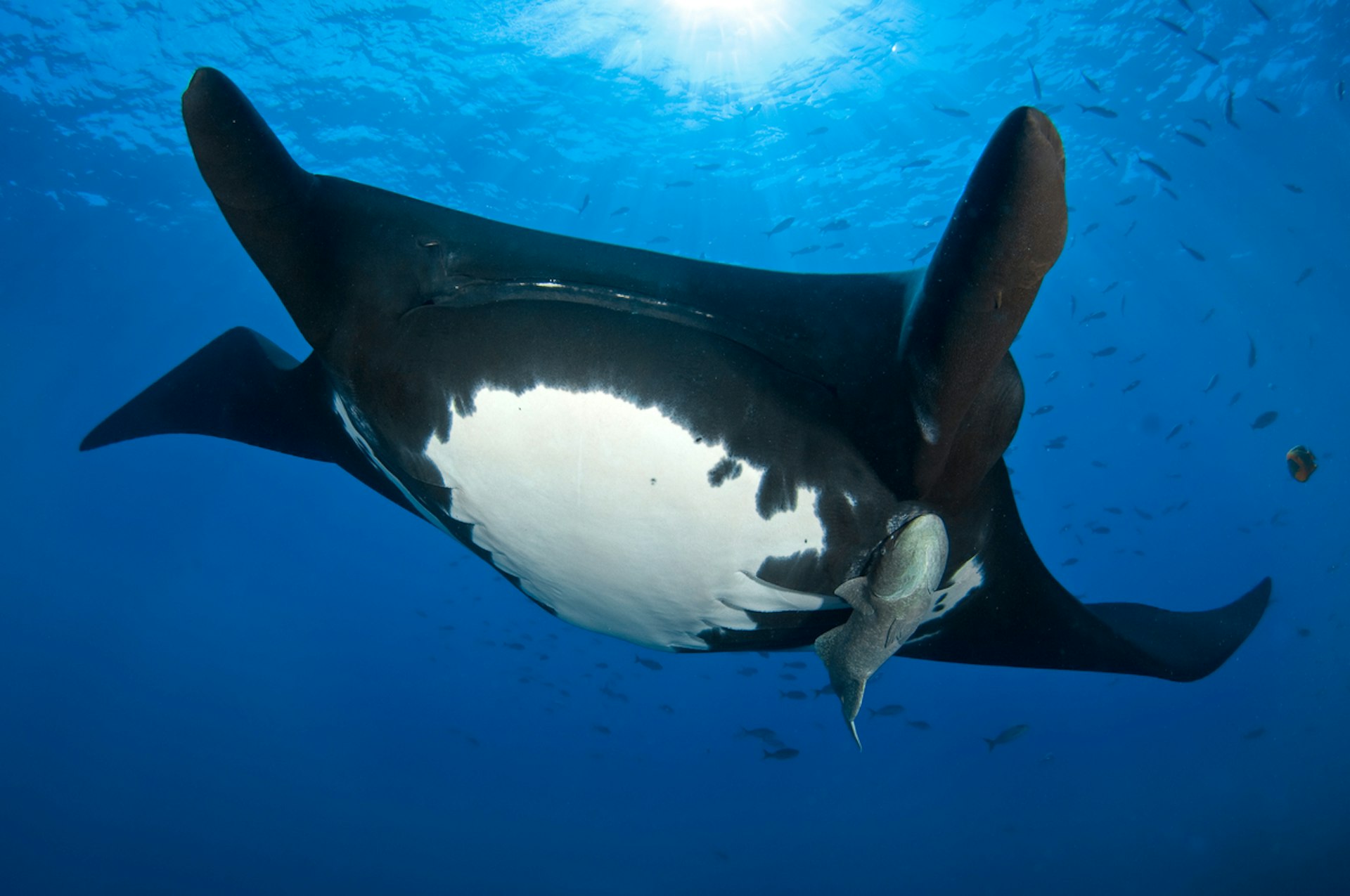 The giant manta ray (Manta birostris) is now listed as Endangered