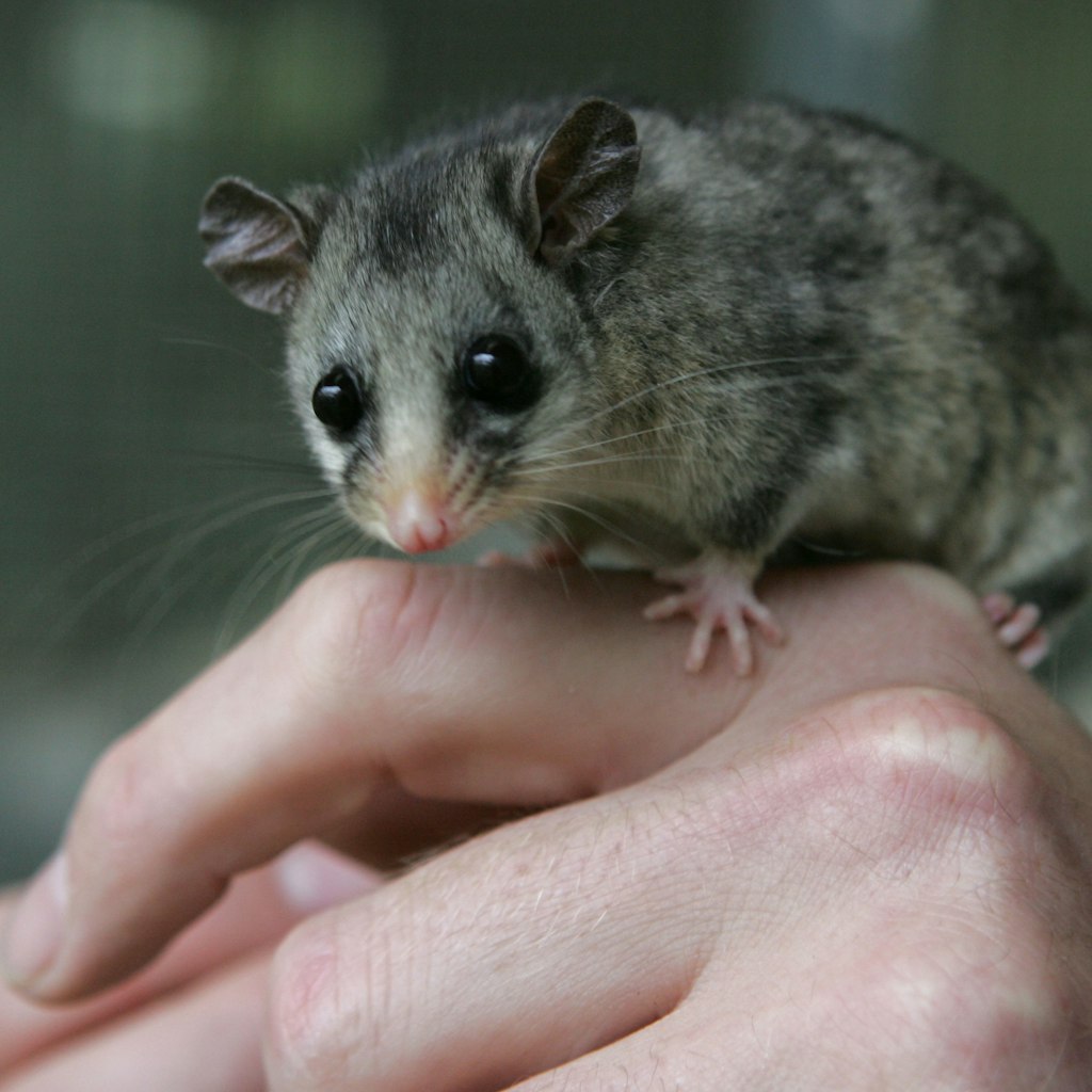 This Mountain Pygmy Possum is part of a breeding program at Healesville Sanctuary, 10 March 2007. (Photo by Andrew De La Rue/The AGE/Fairfax Media via Getty Images via Getty Images)
