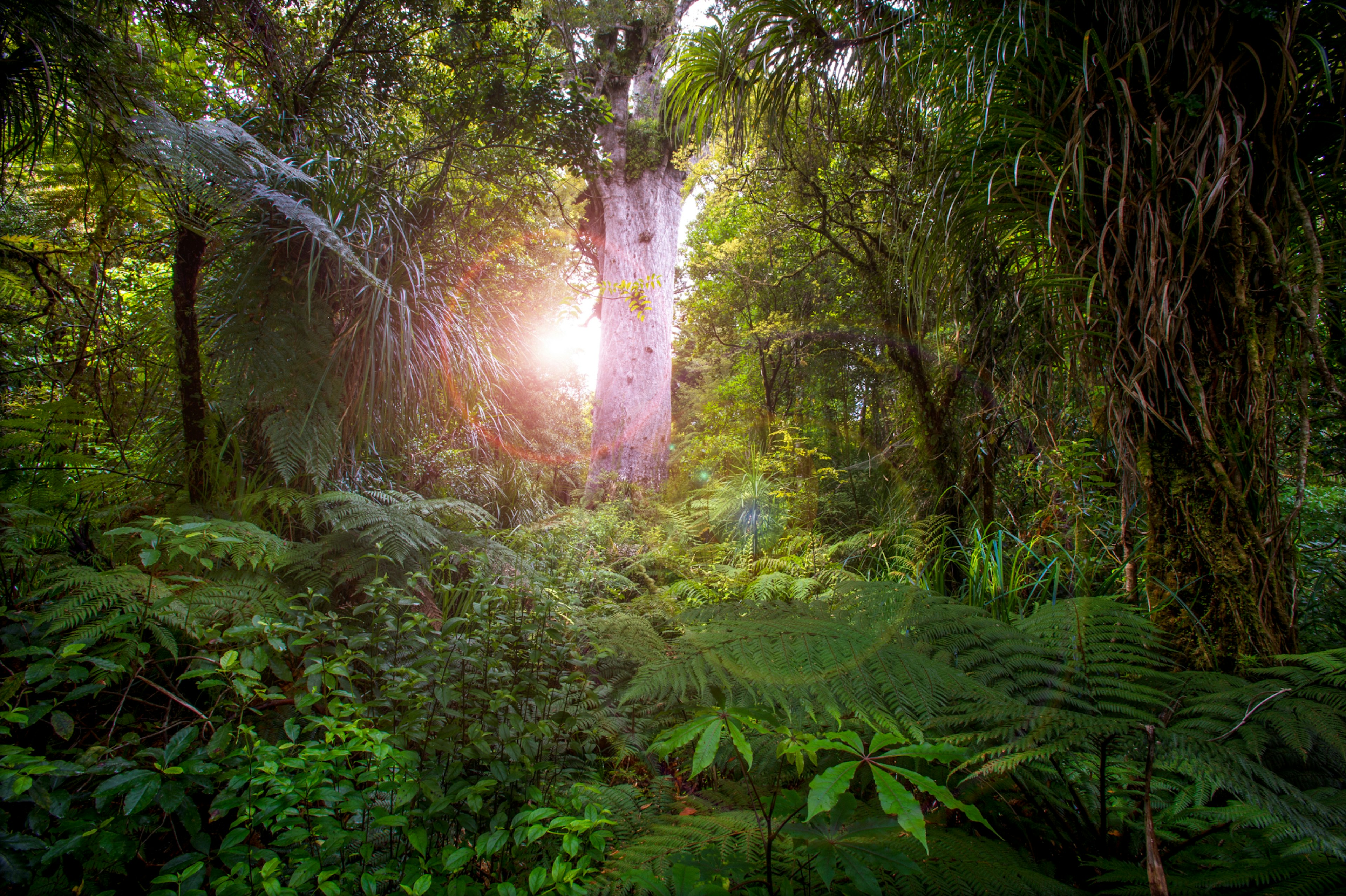 A tree in a forest in New Zealand