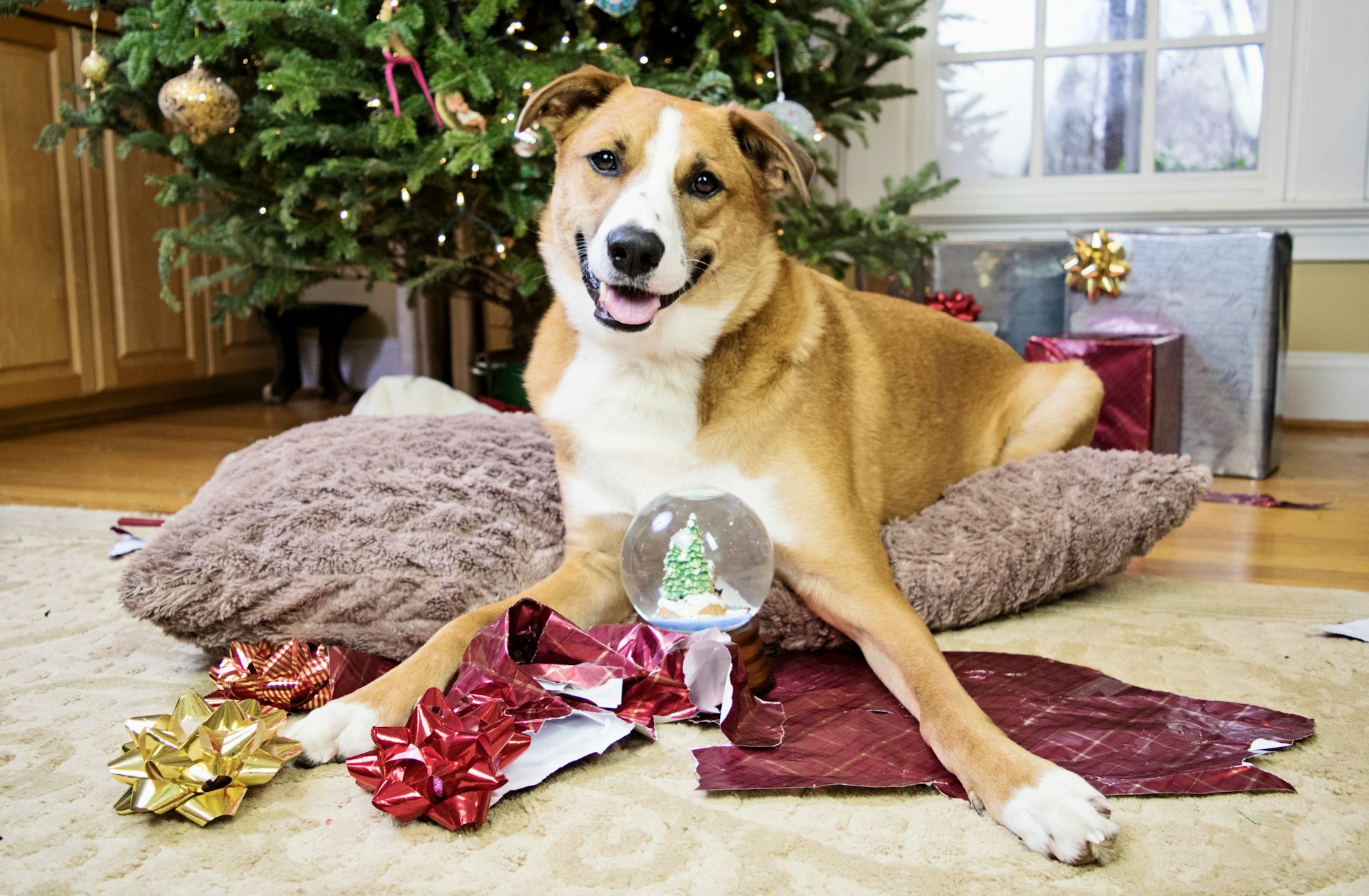 A happy dog on a pillow in front of a Christmas tree