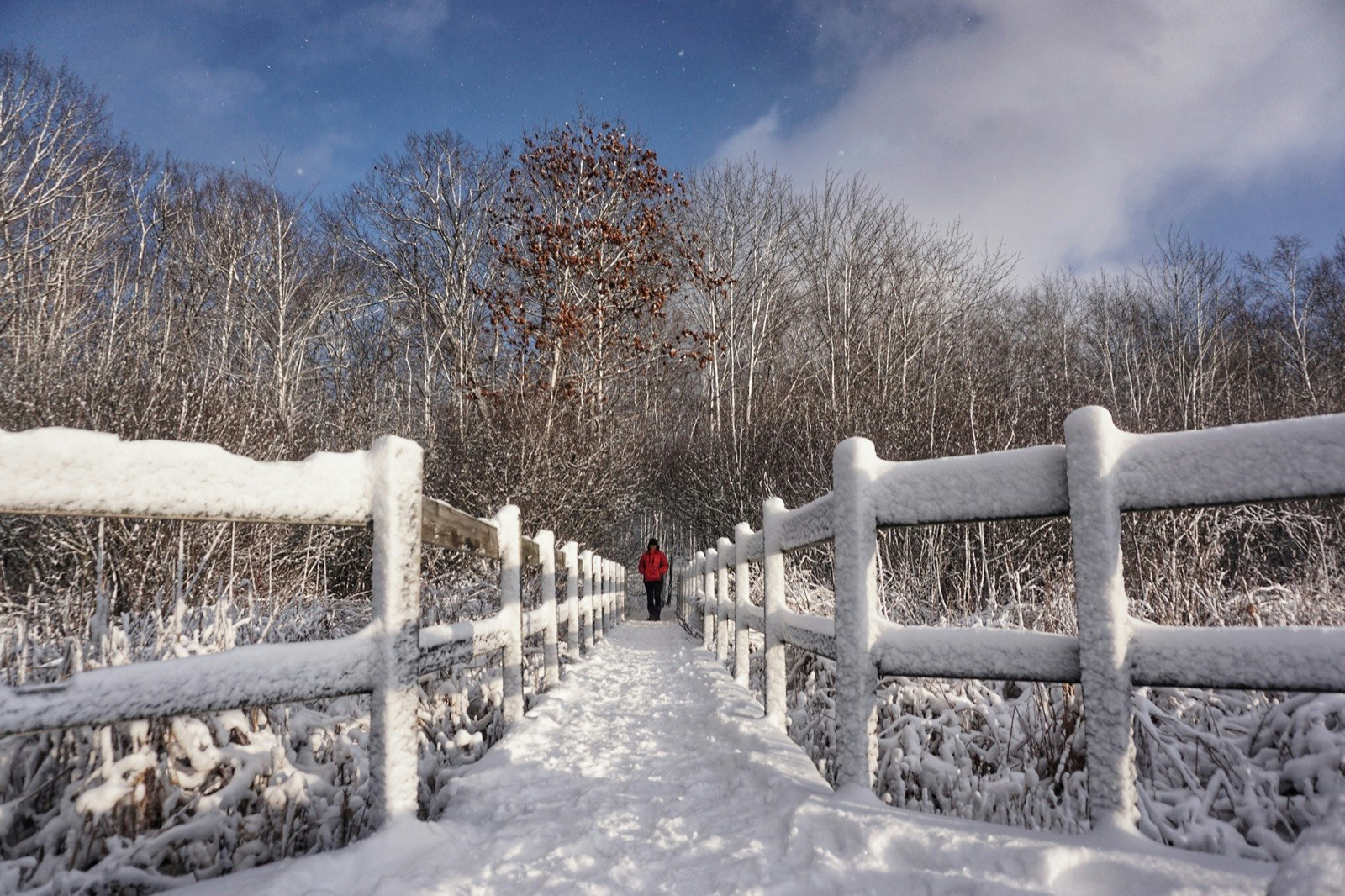 Fresh snow on the paths through the green belt around Ottawa. A person walking on a boardwalk. Red jacket stands out in the white.