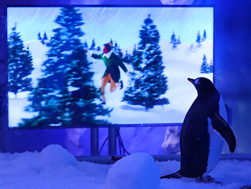 Penguins watching Christmas movies Penguin watched Elf on a giant screen