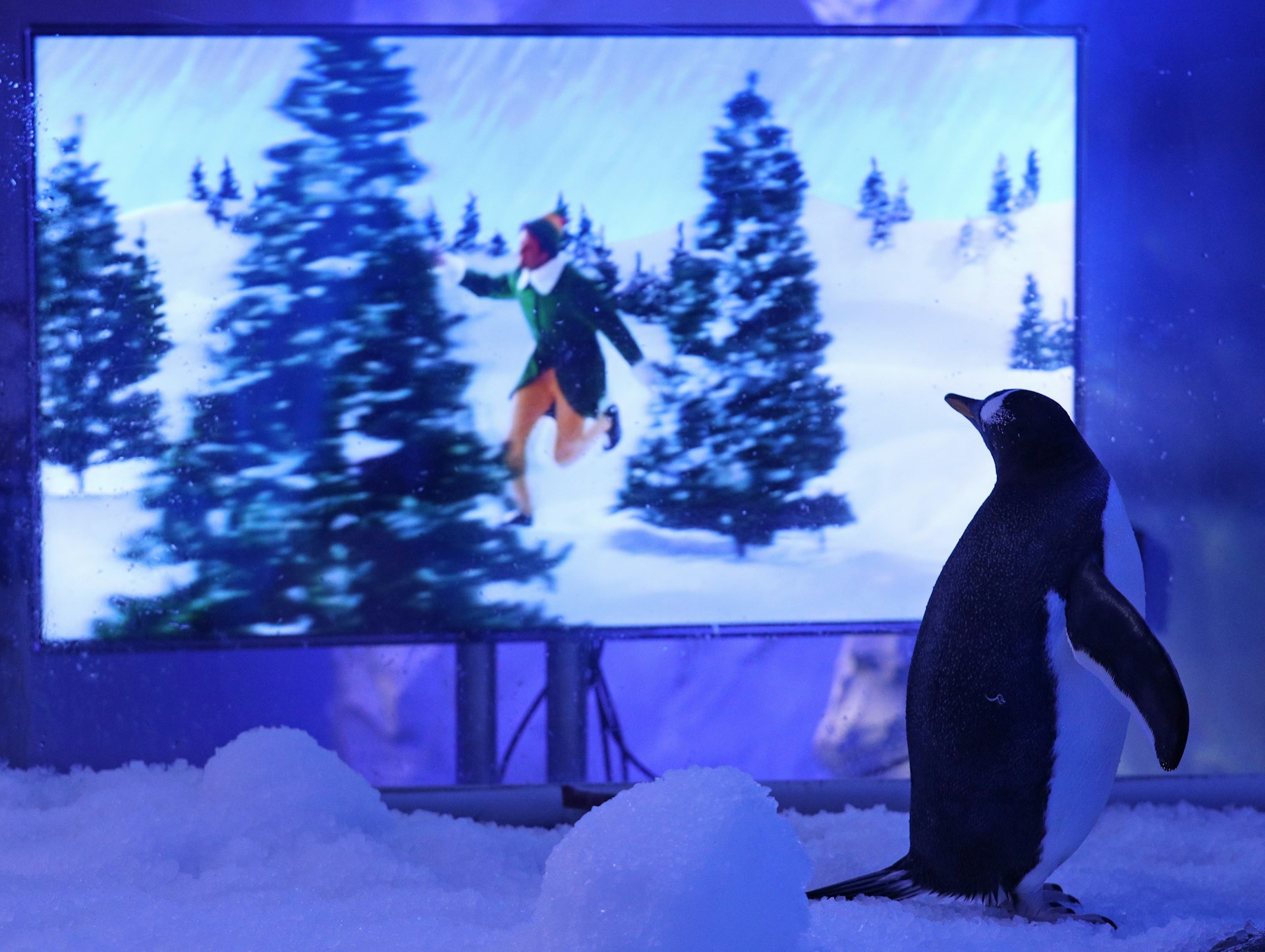 Penguin watched Elf on a giant screen