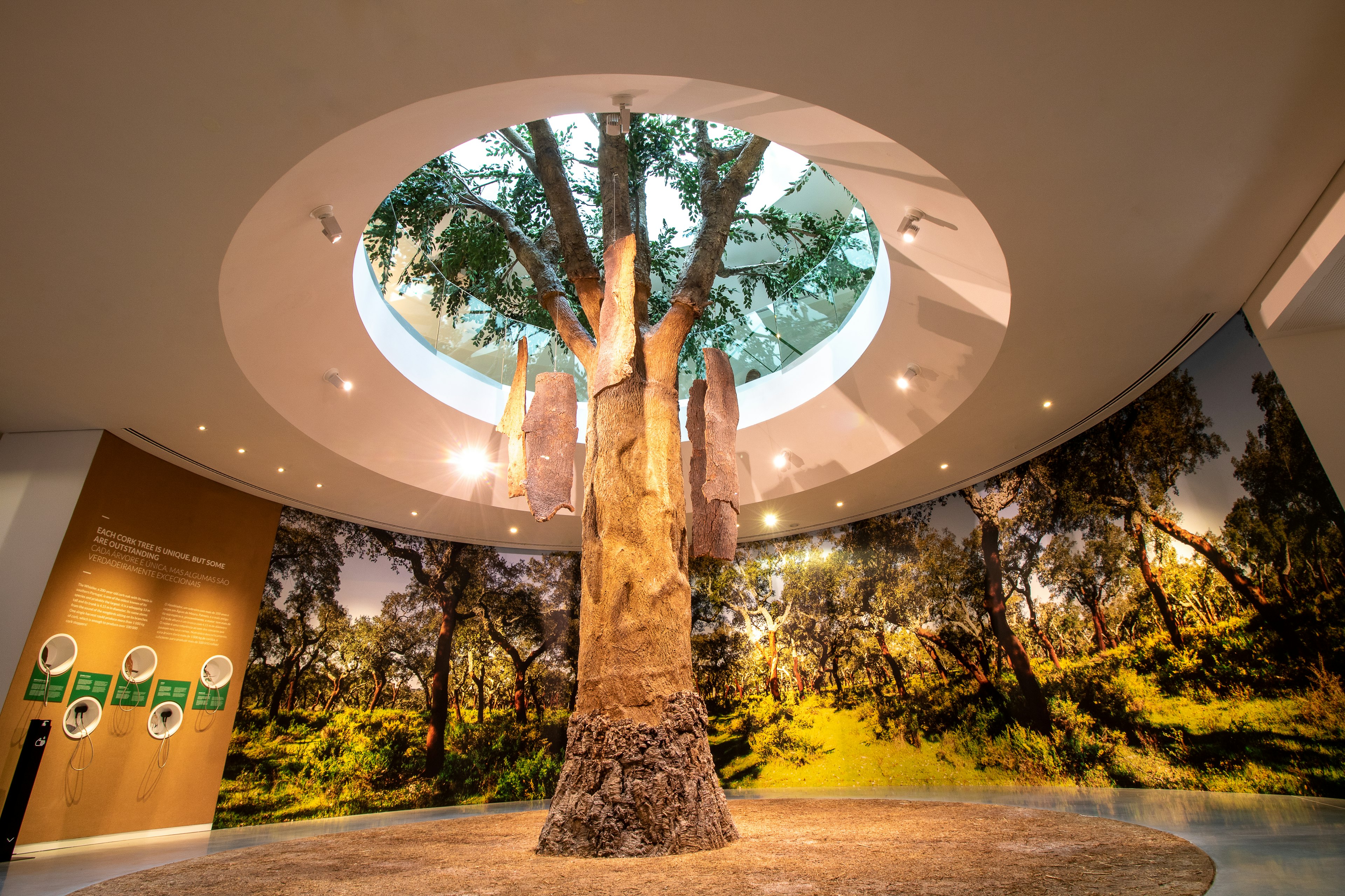 A tree grows through a rooftop in a museum