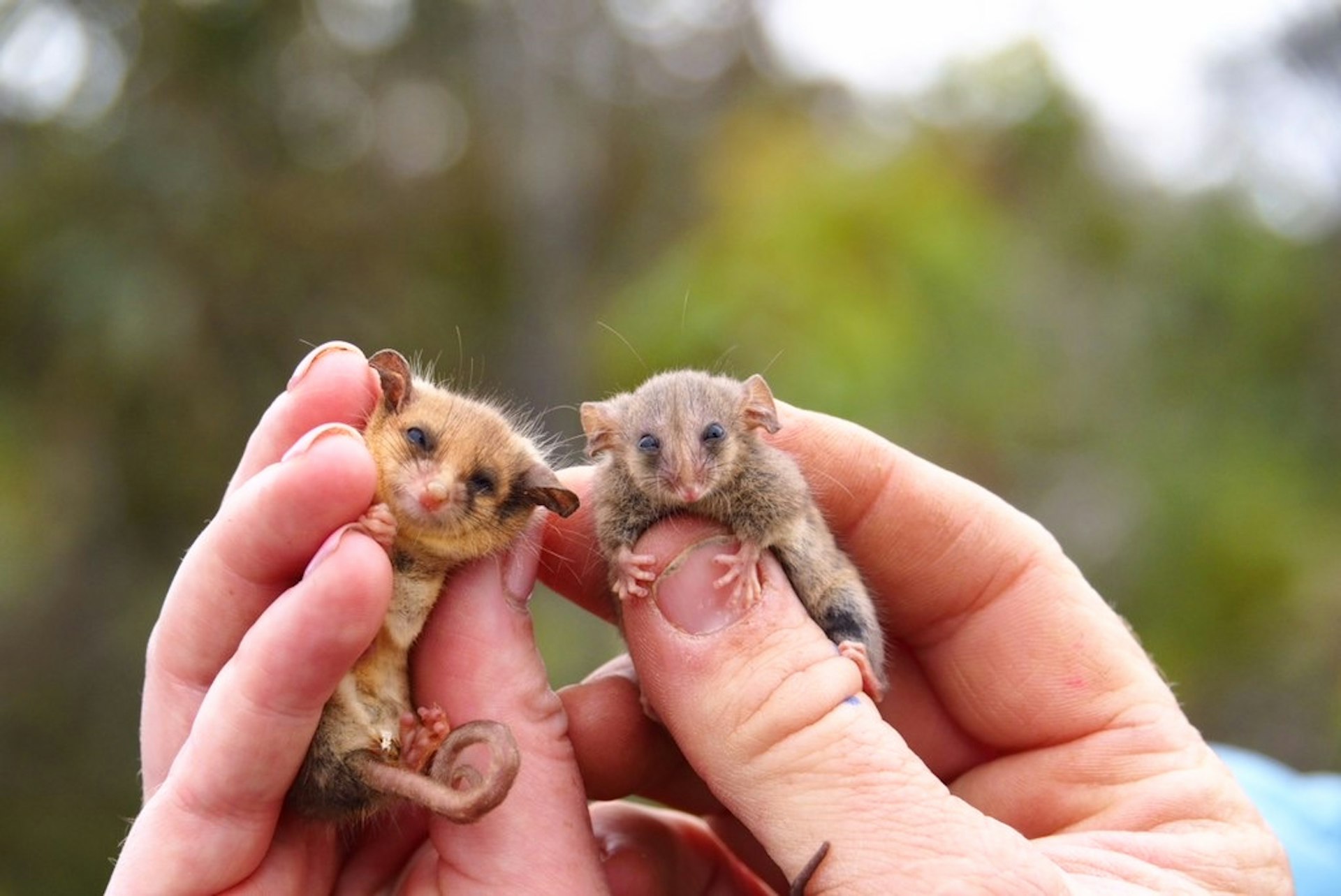 A western pygmy possum and little pygmy possum