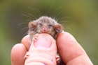 Pygmy possum 2.jpg