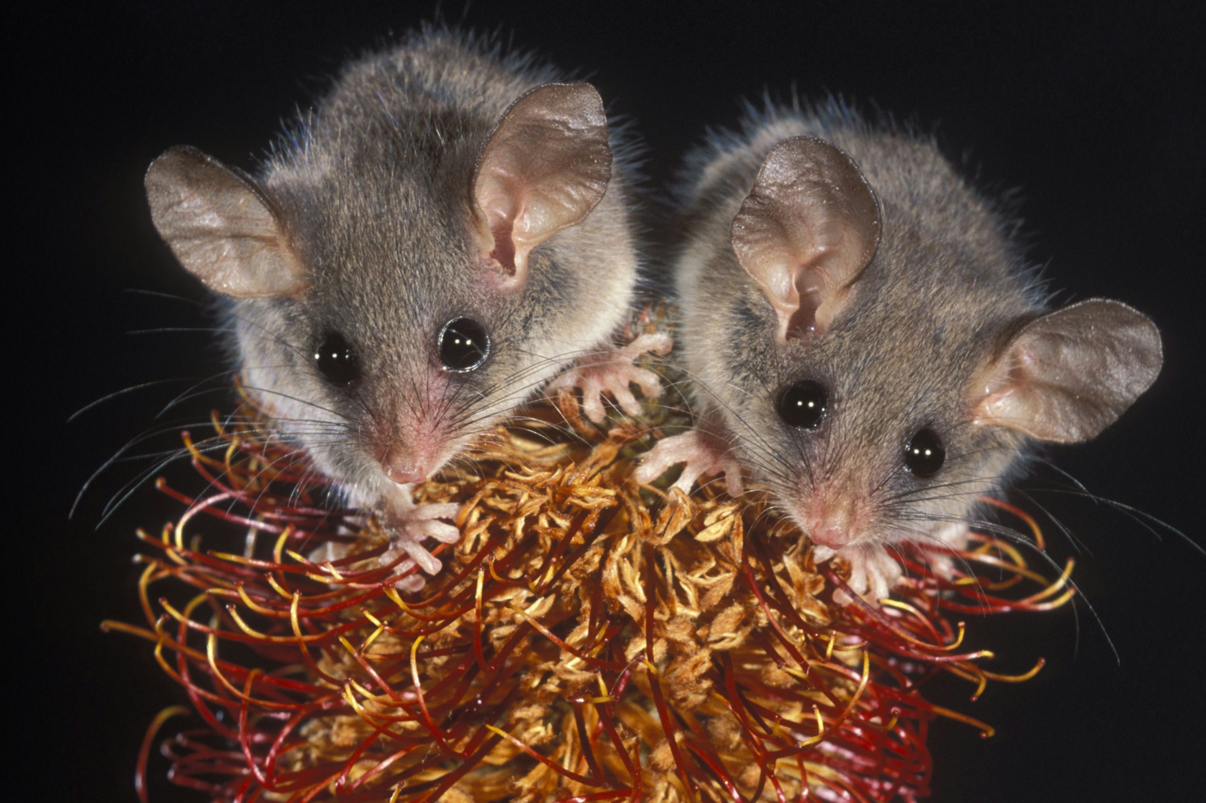 Pygmy possum.jpg