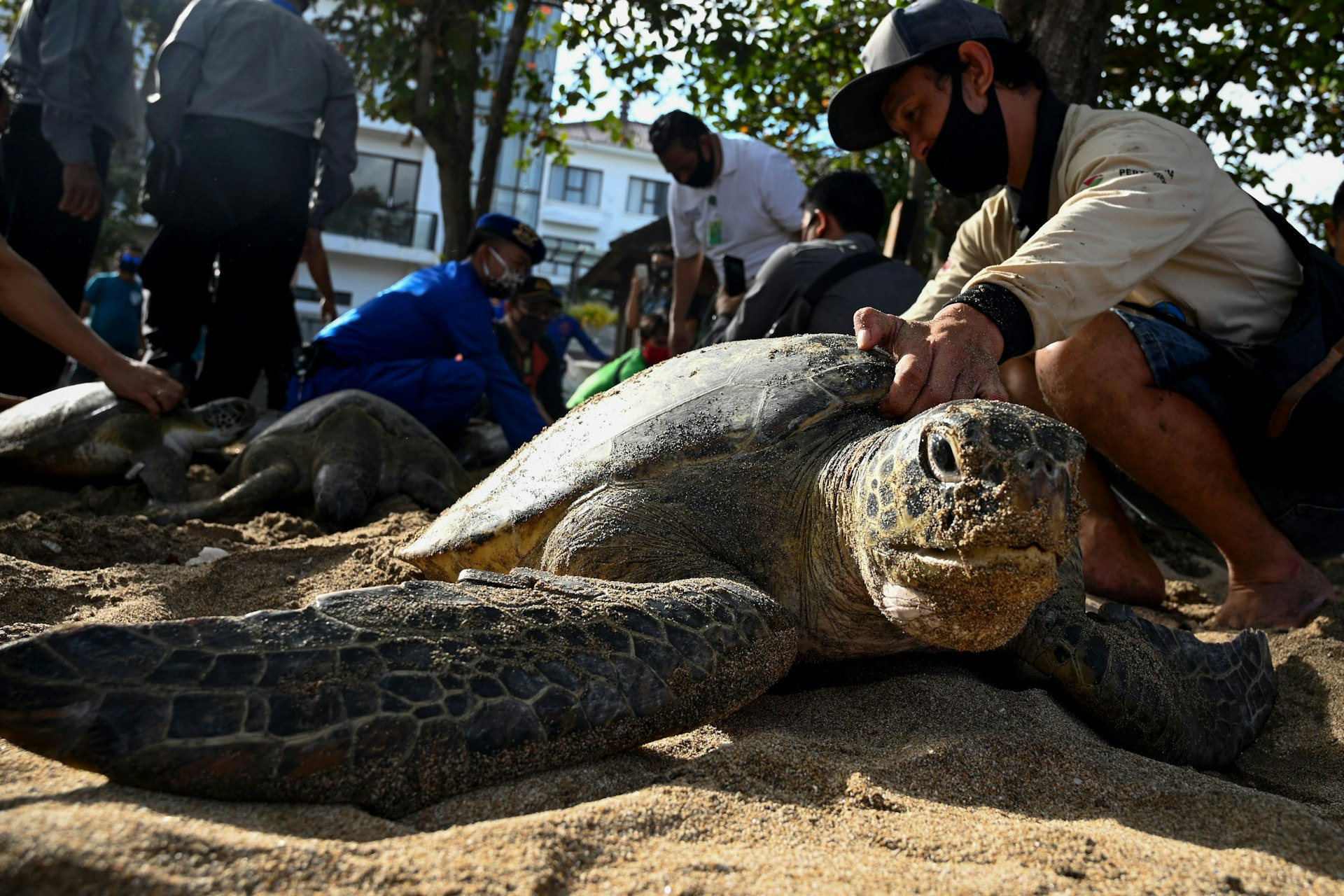 People prepare to release green sea turtles on Kuta beach