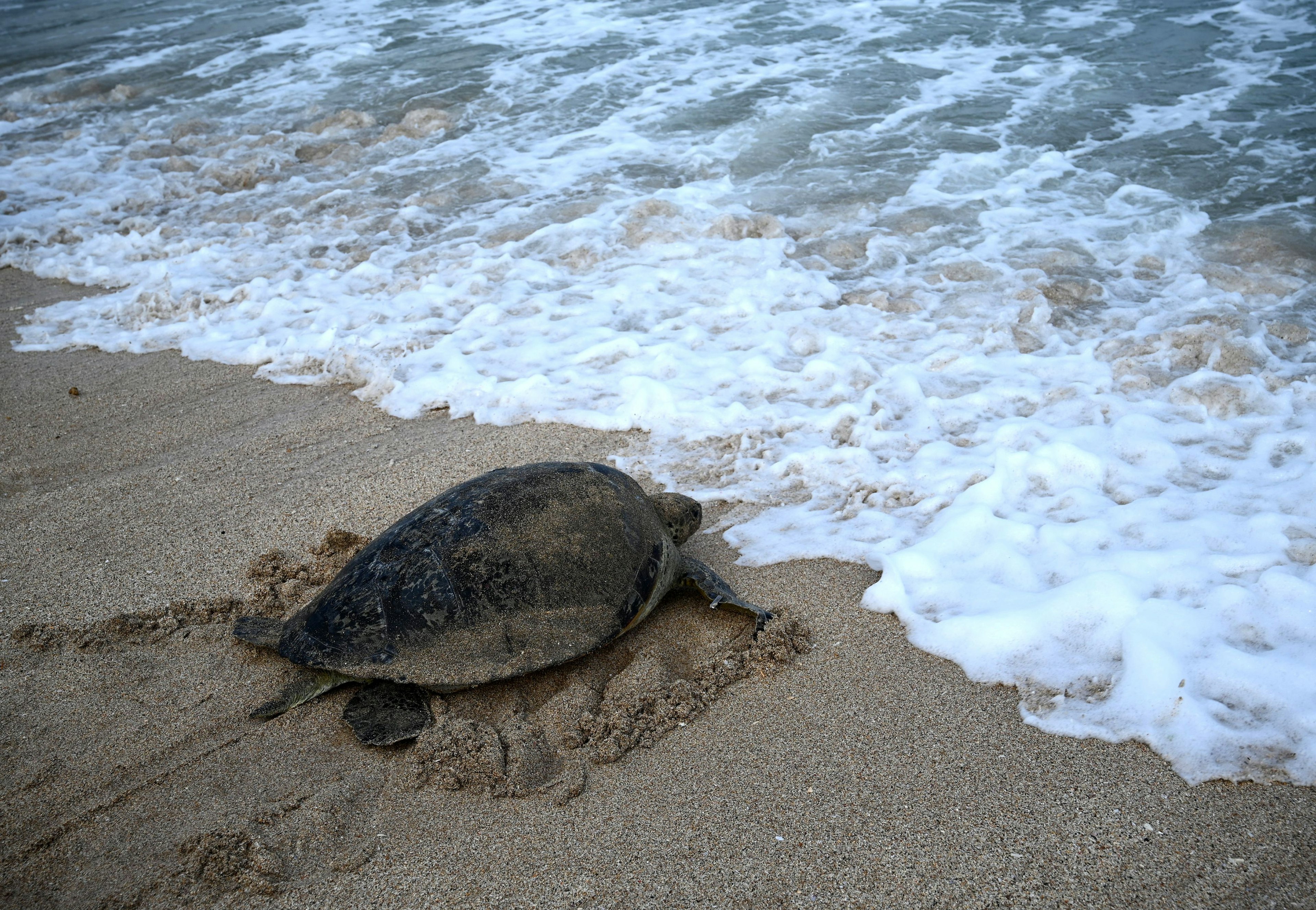 A green sea turtle makes its way to the water