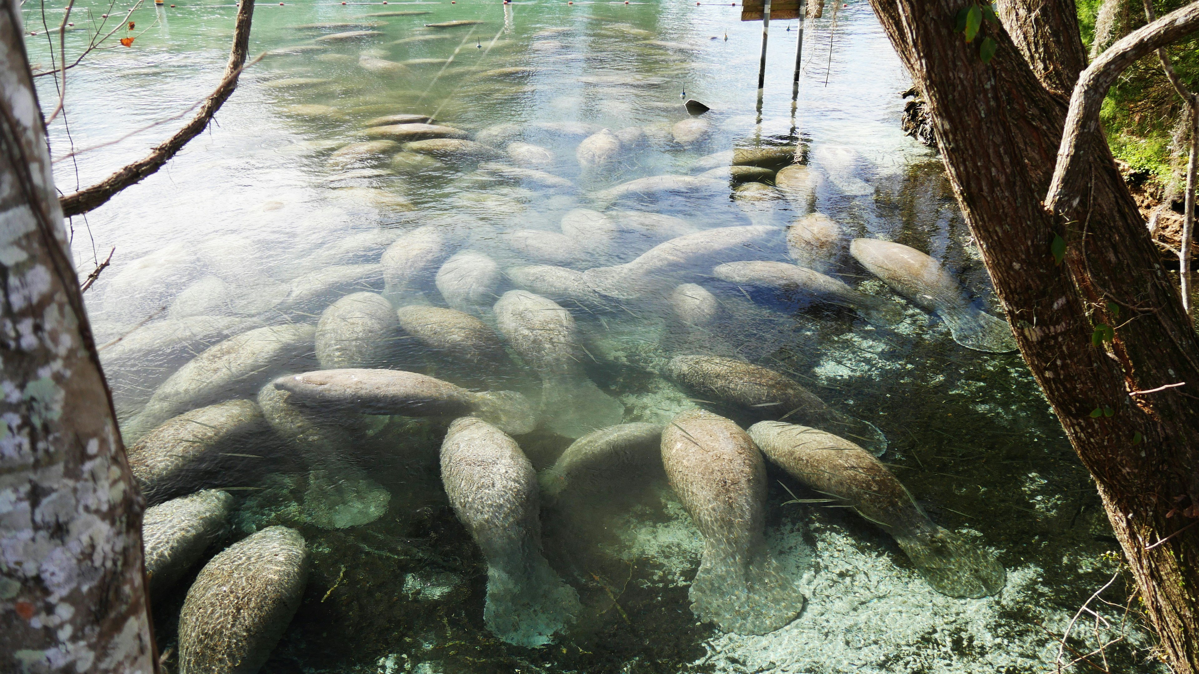 An aggregation of manatees in clear waters