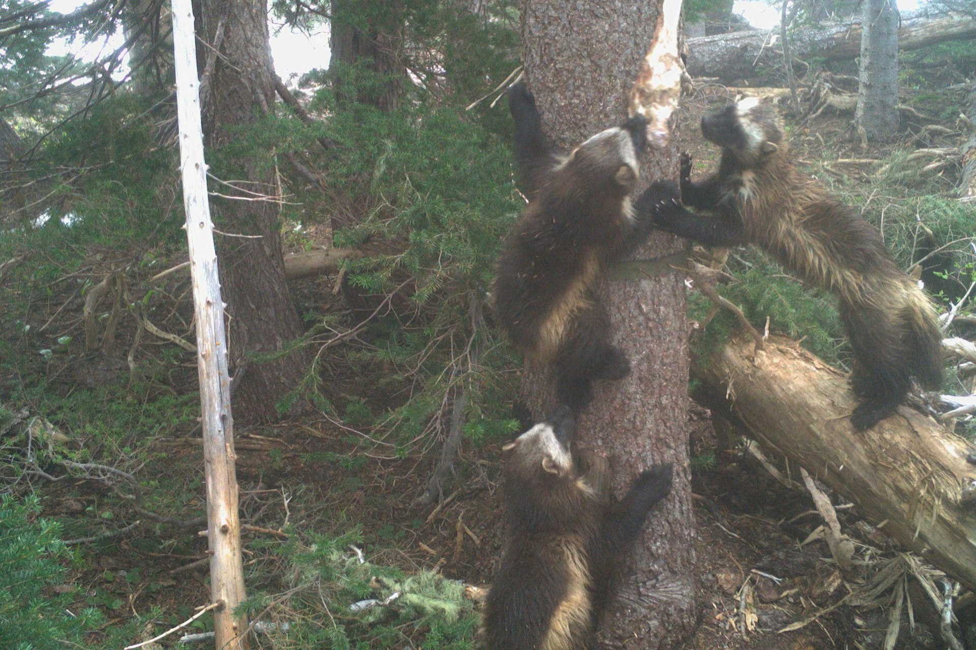 A family of wolverines in Mt Rainier National Park